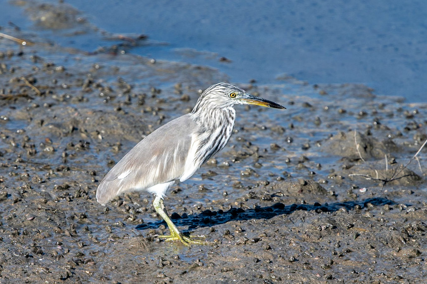 Indian Pond Heron, Qurum, Muscat