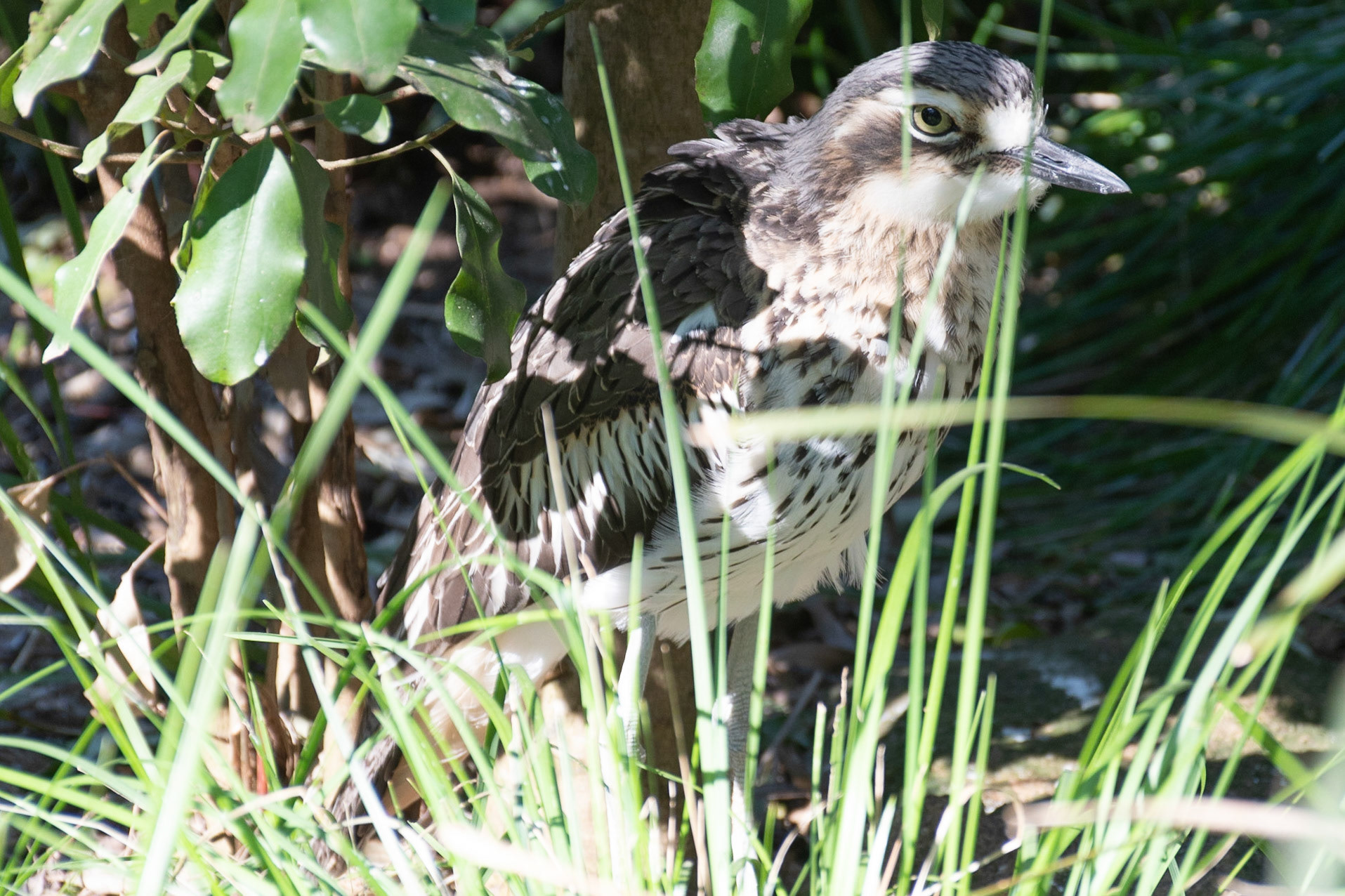 Bush Stone-Curlew (cap), Healesville, Vic