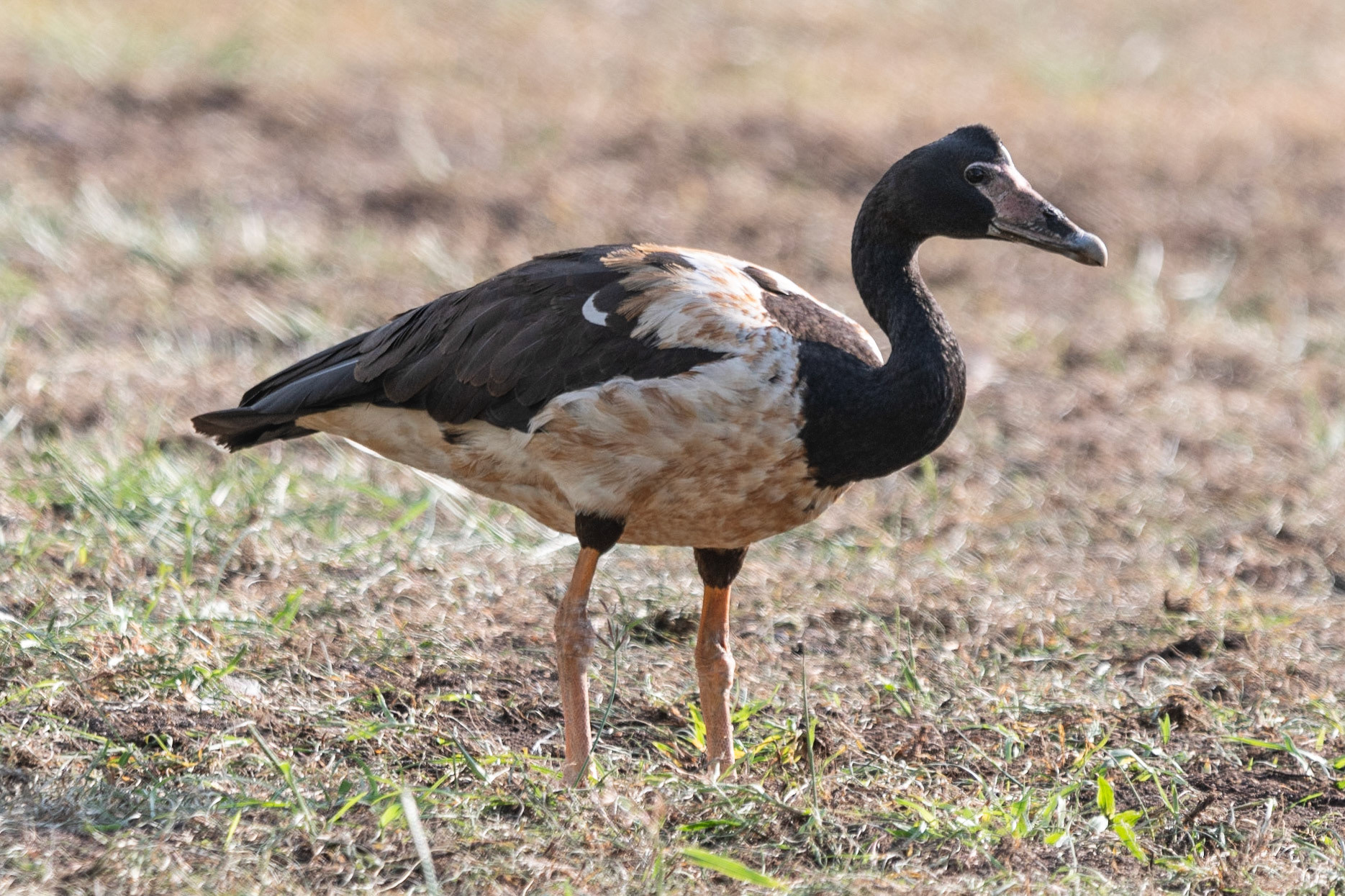 Magpie Goose, Darwin, NT