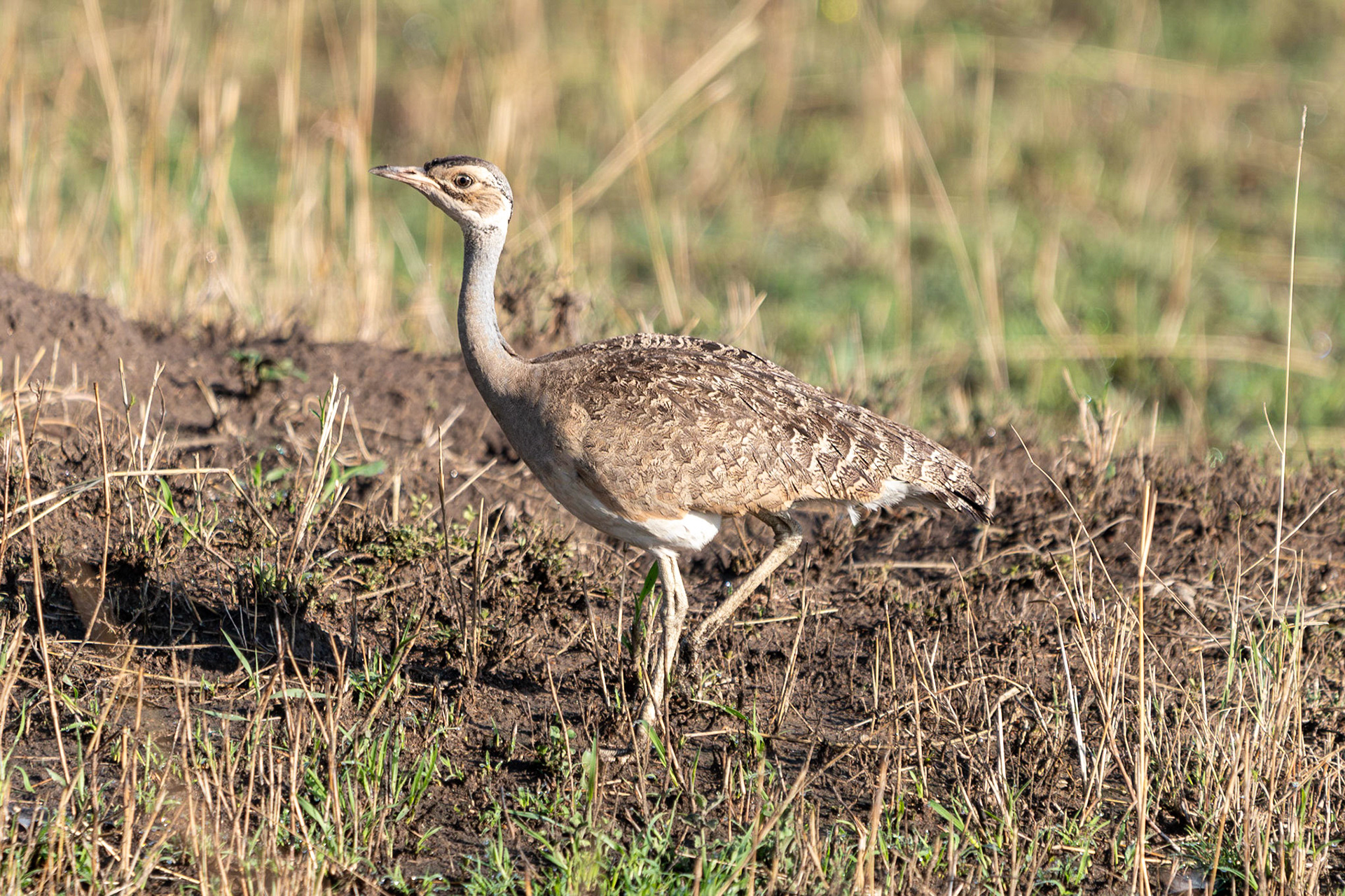 White-bellied Bustard (f), Maasai Mara