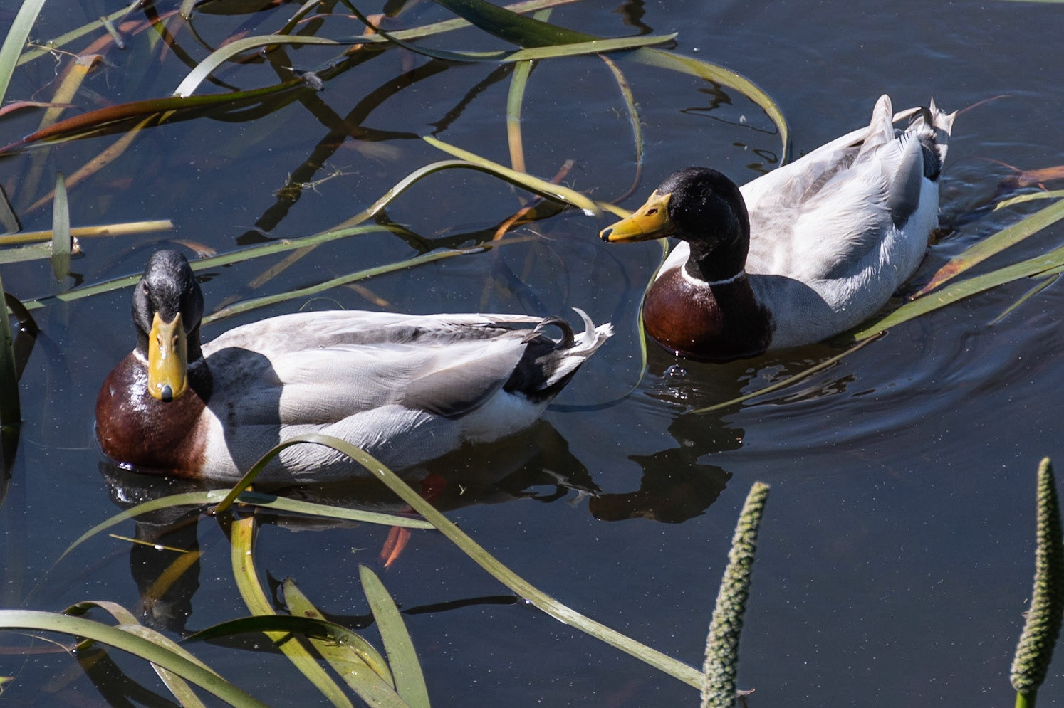 Mallards, Oatlands, Tas