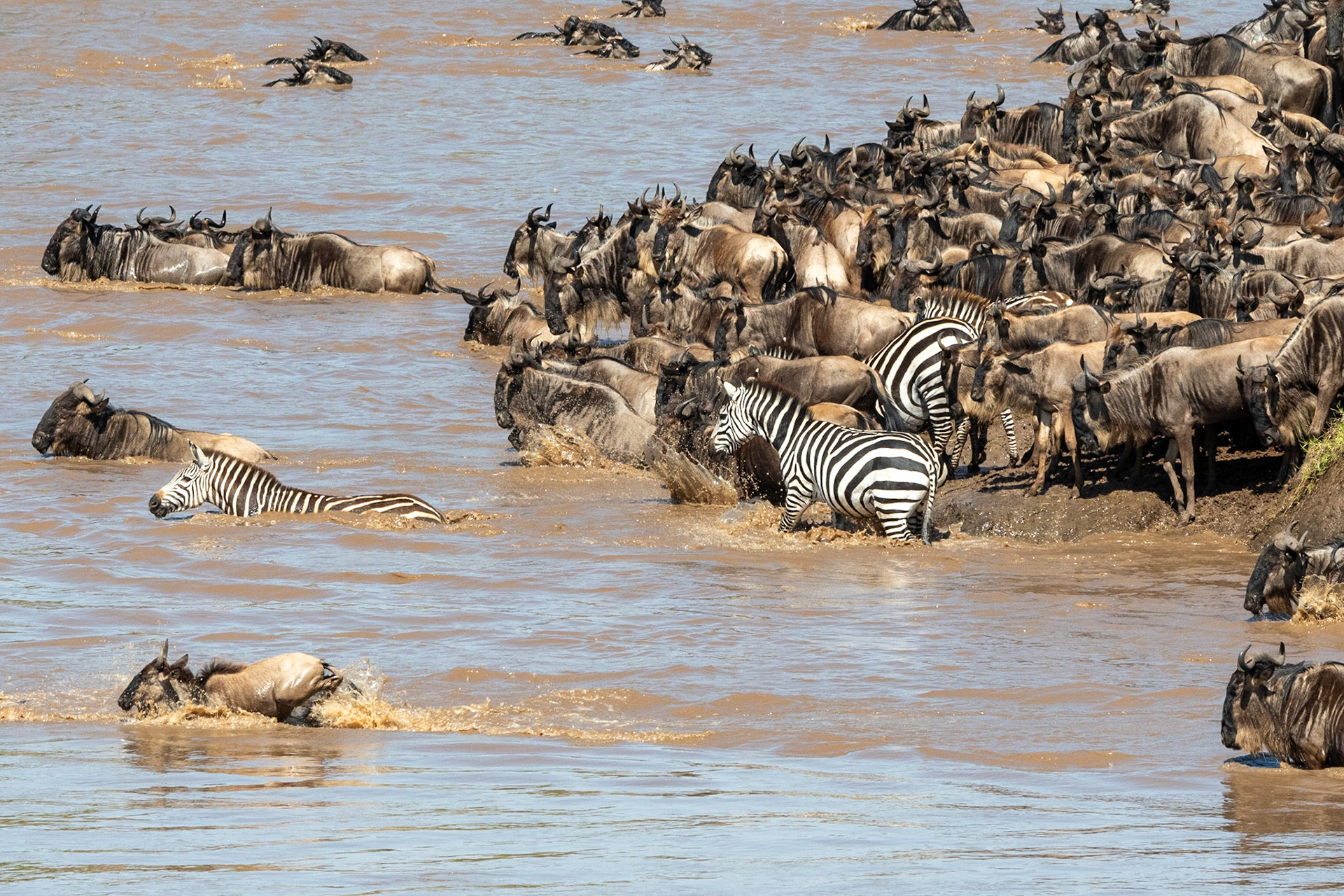 Wildebeests and Zebra crossing Mara River, Maasai Mara