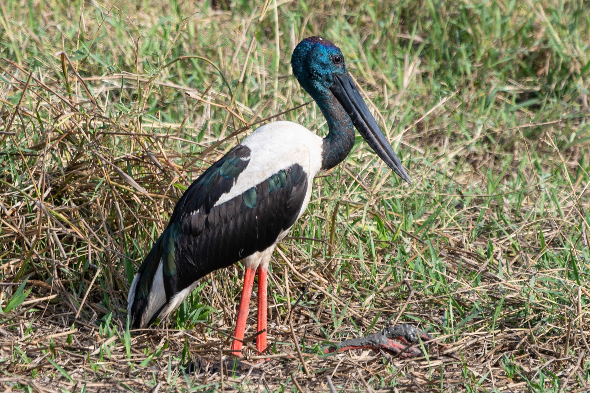 Black-necked Stork, Adelaide River, NT