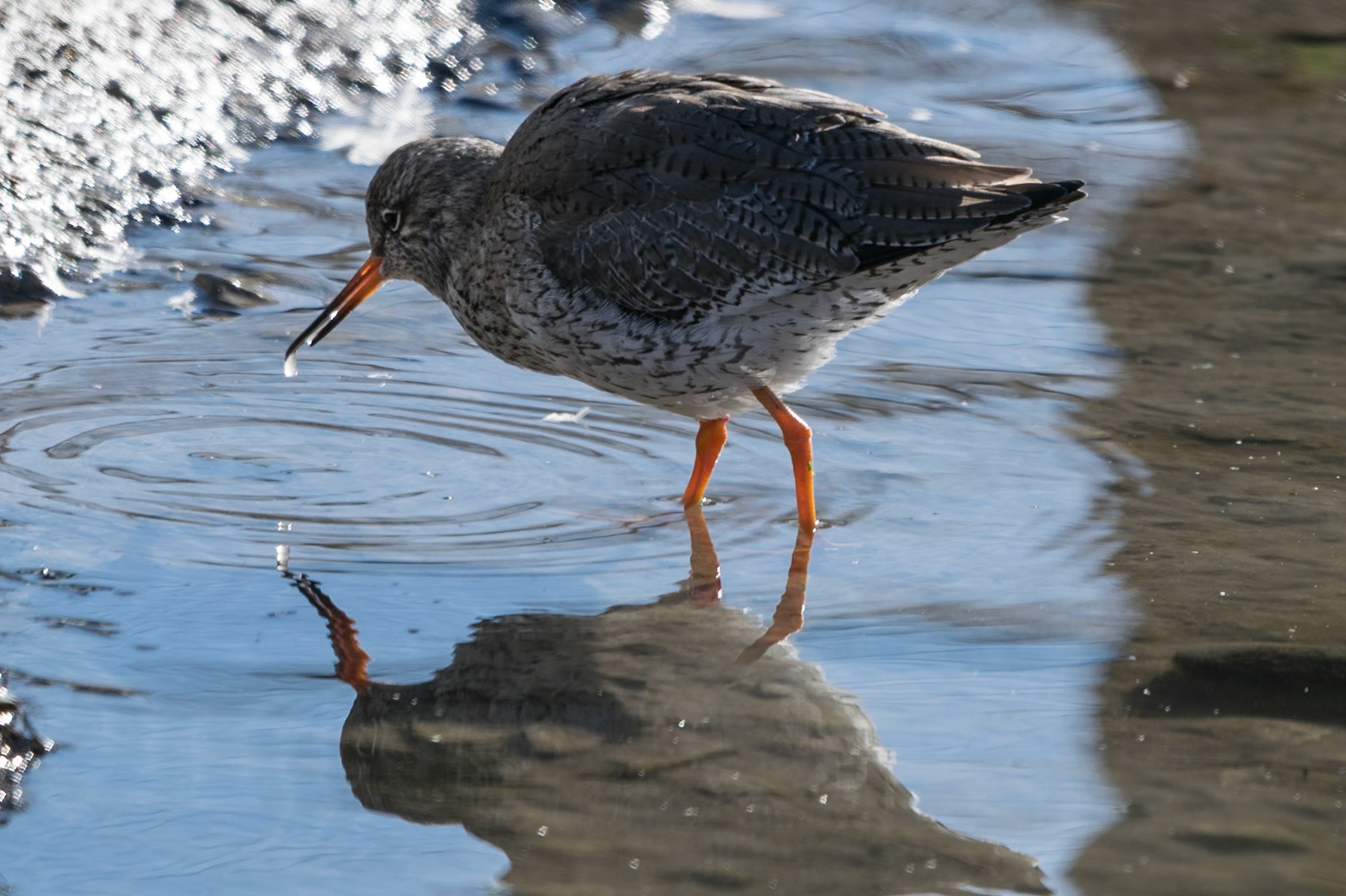 Common Redshank, Slimbridge, United Kingdom