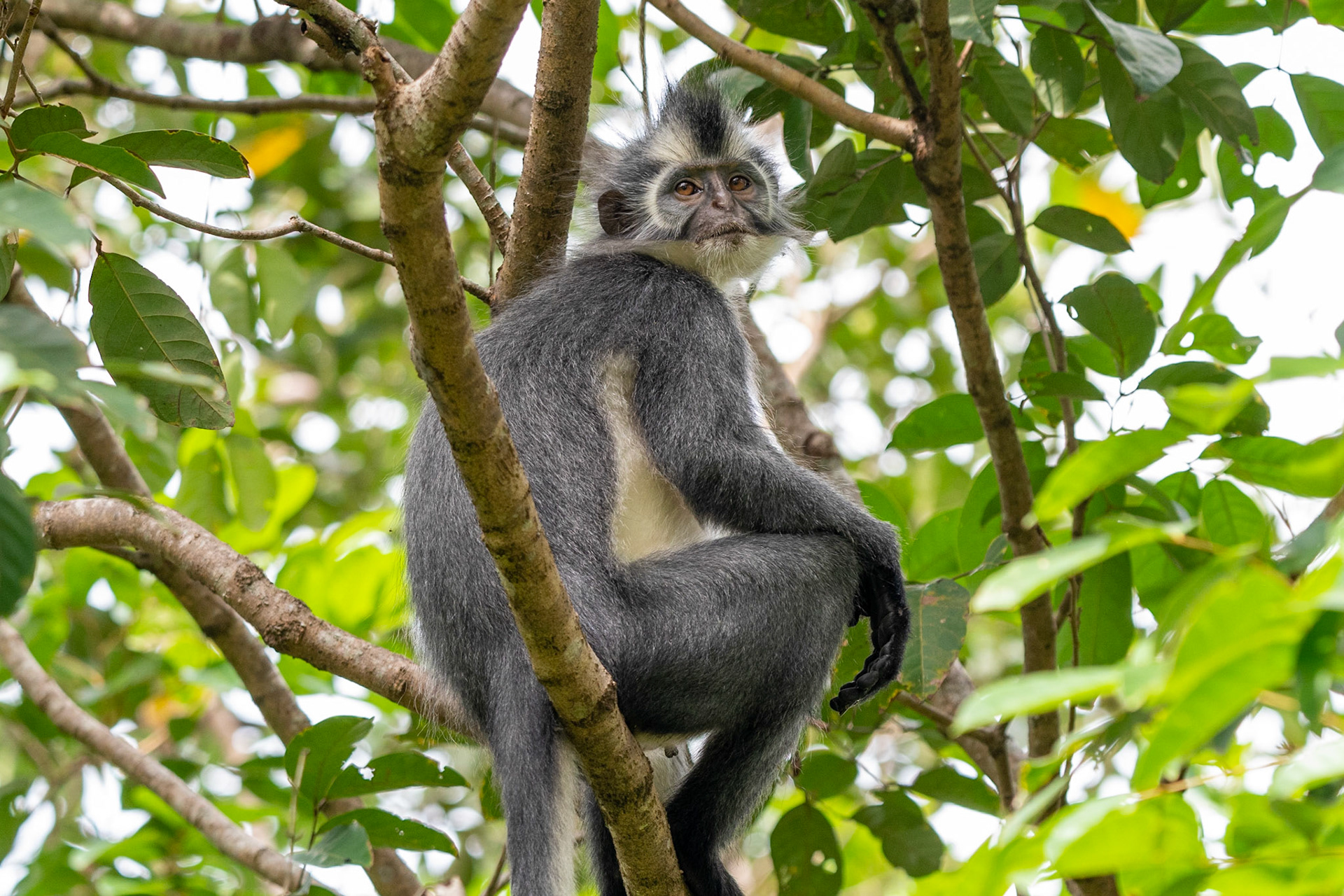 Thomas's Langur, Bukit Lawang, Indonesia