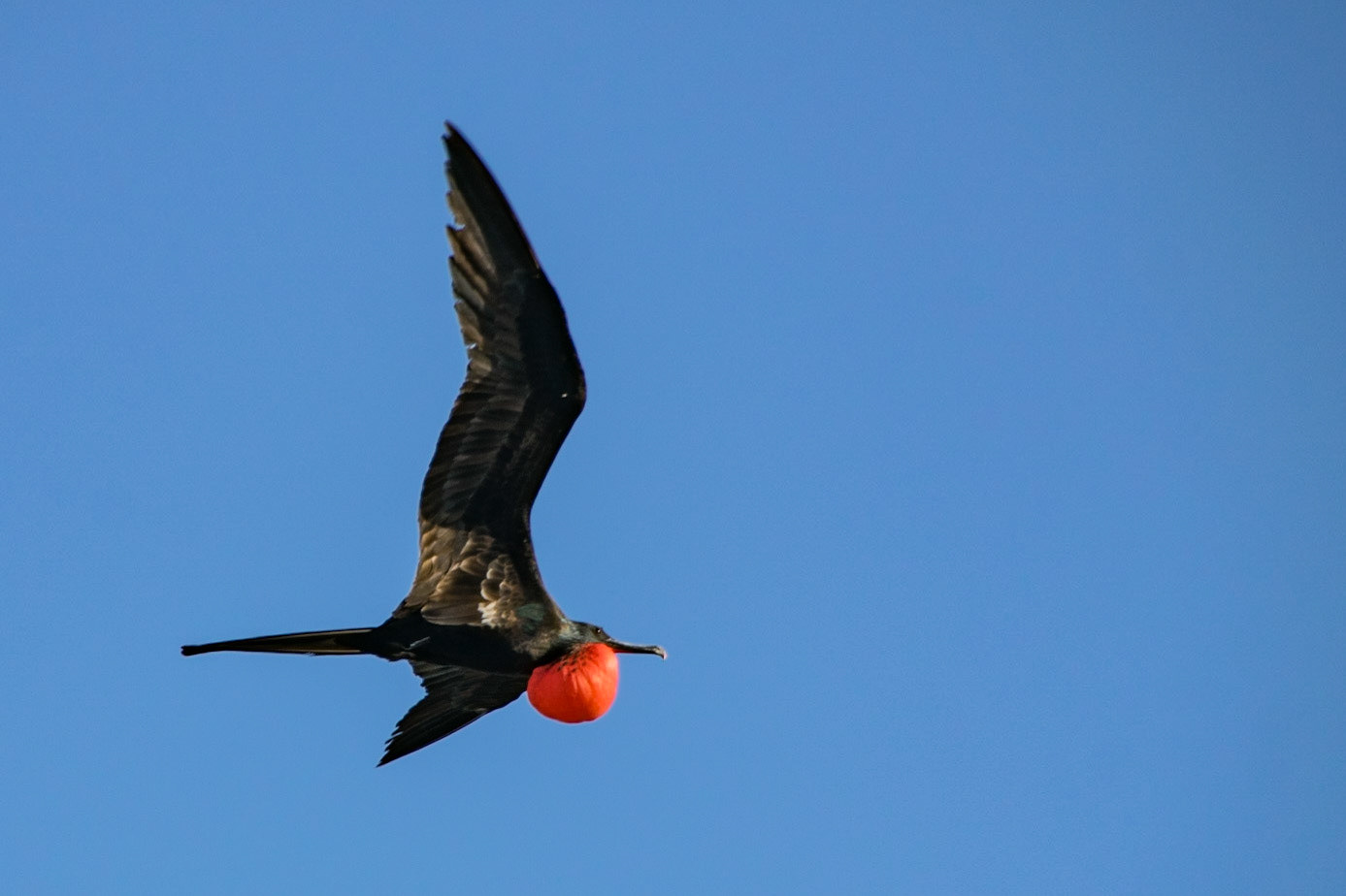 Frigate Bird (m), Genovesa, Galapagos, Ecuador