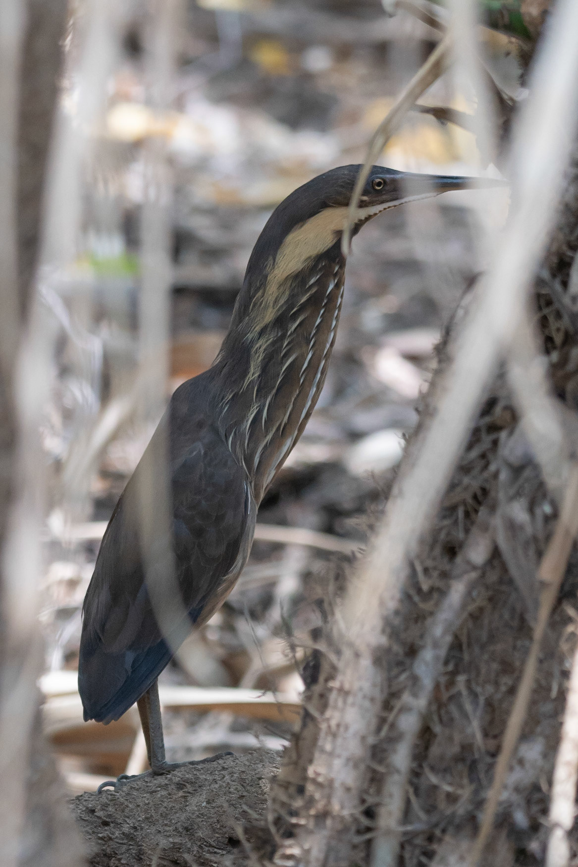 Australasian Bittern, Yellow Water Billabong, NT