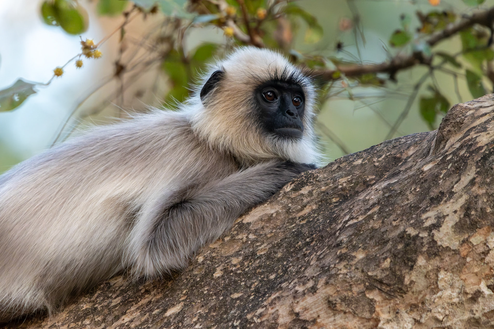 Gray Langur, Nagarahole, India