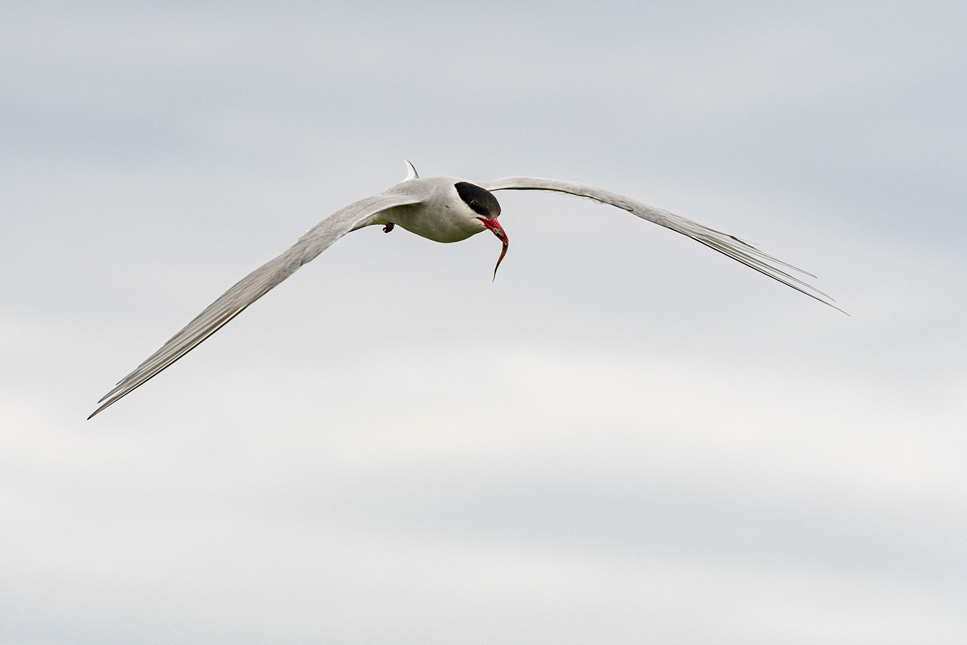 Artic Tern, Farne Islands, United Kingdom