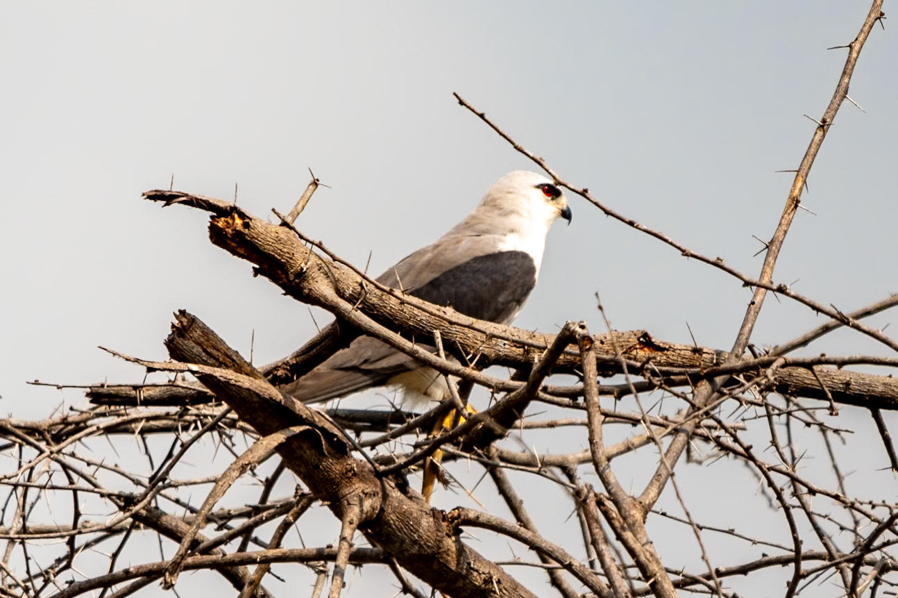 Black-winged Kite, en route to Thanjavur