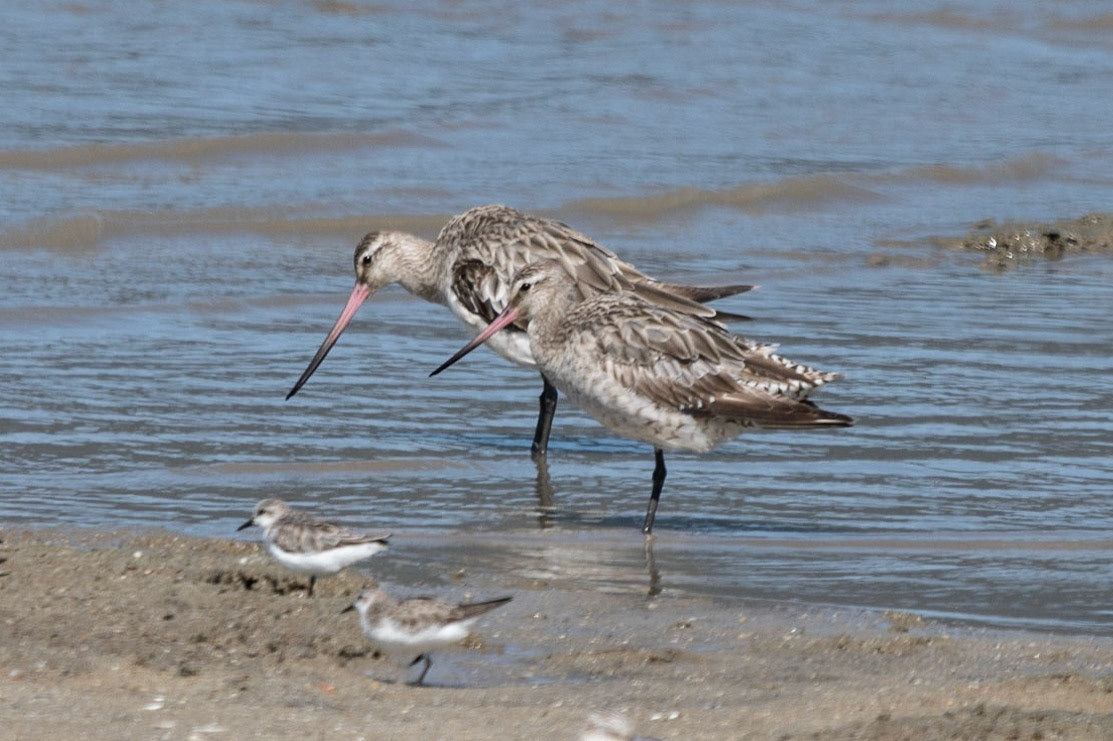 Bar-tailed Godwit, Cairns, Qld