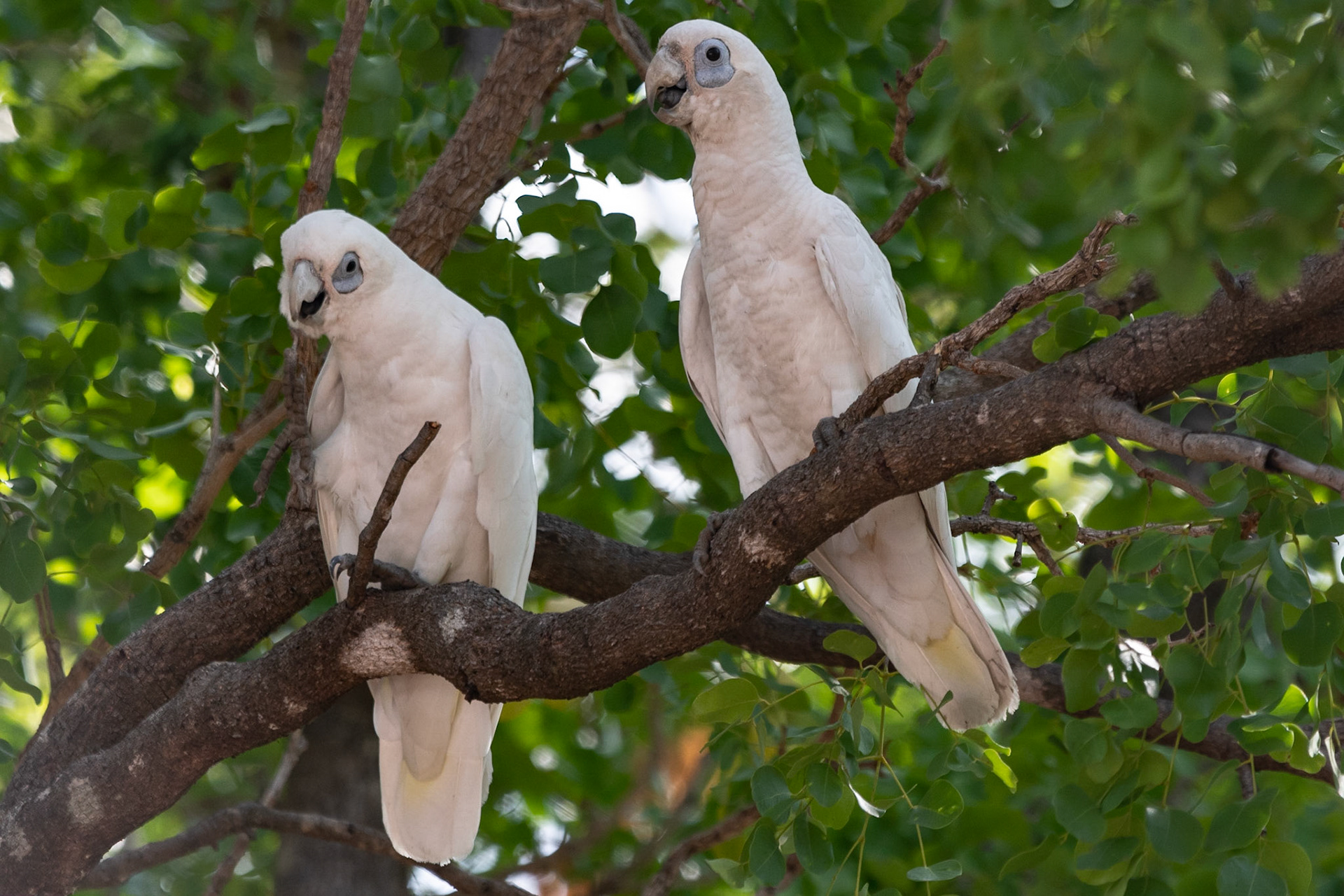 Little Corellas, Jabiru, NT