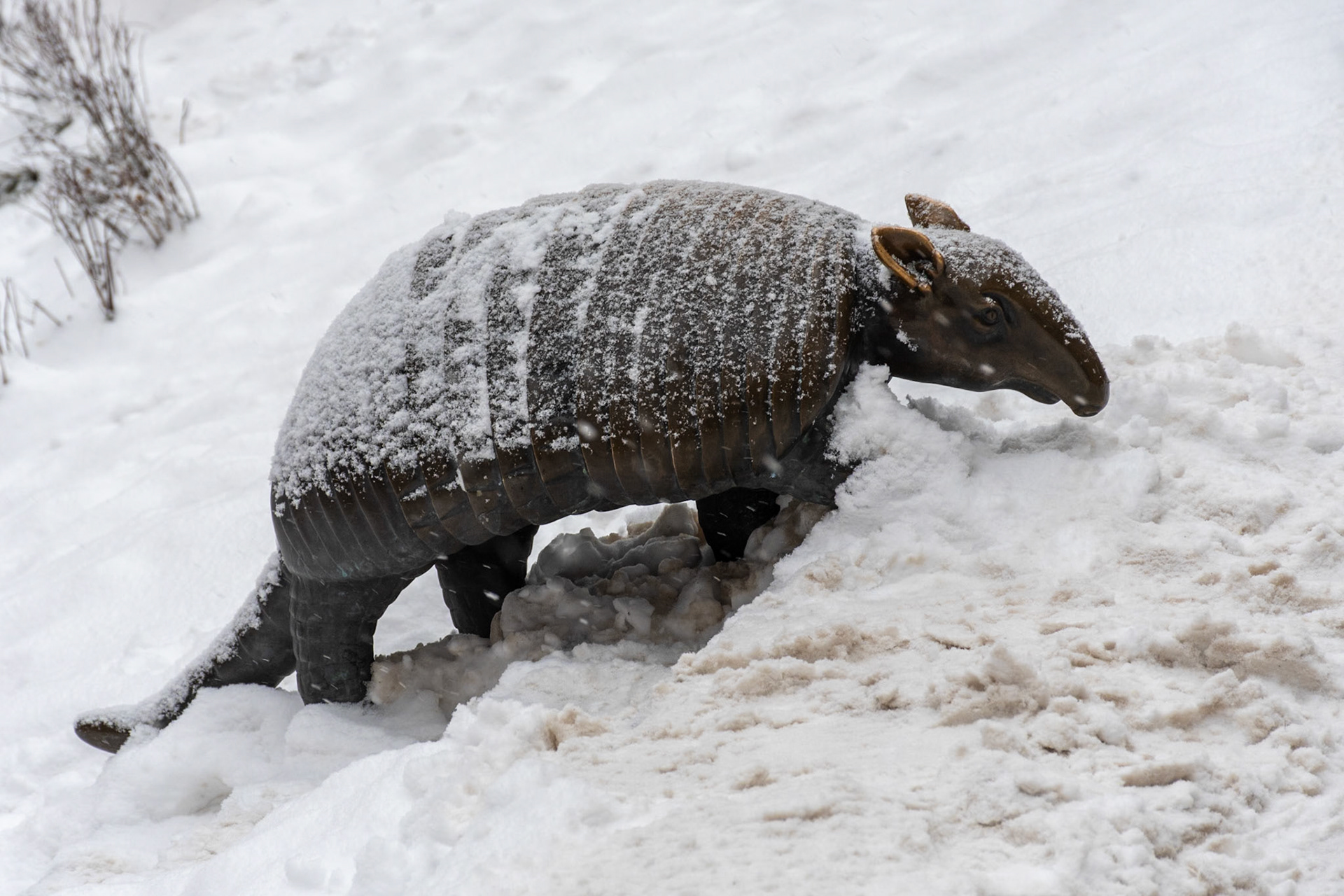 Statue of armadillo, Riga