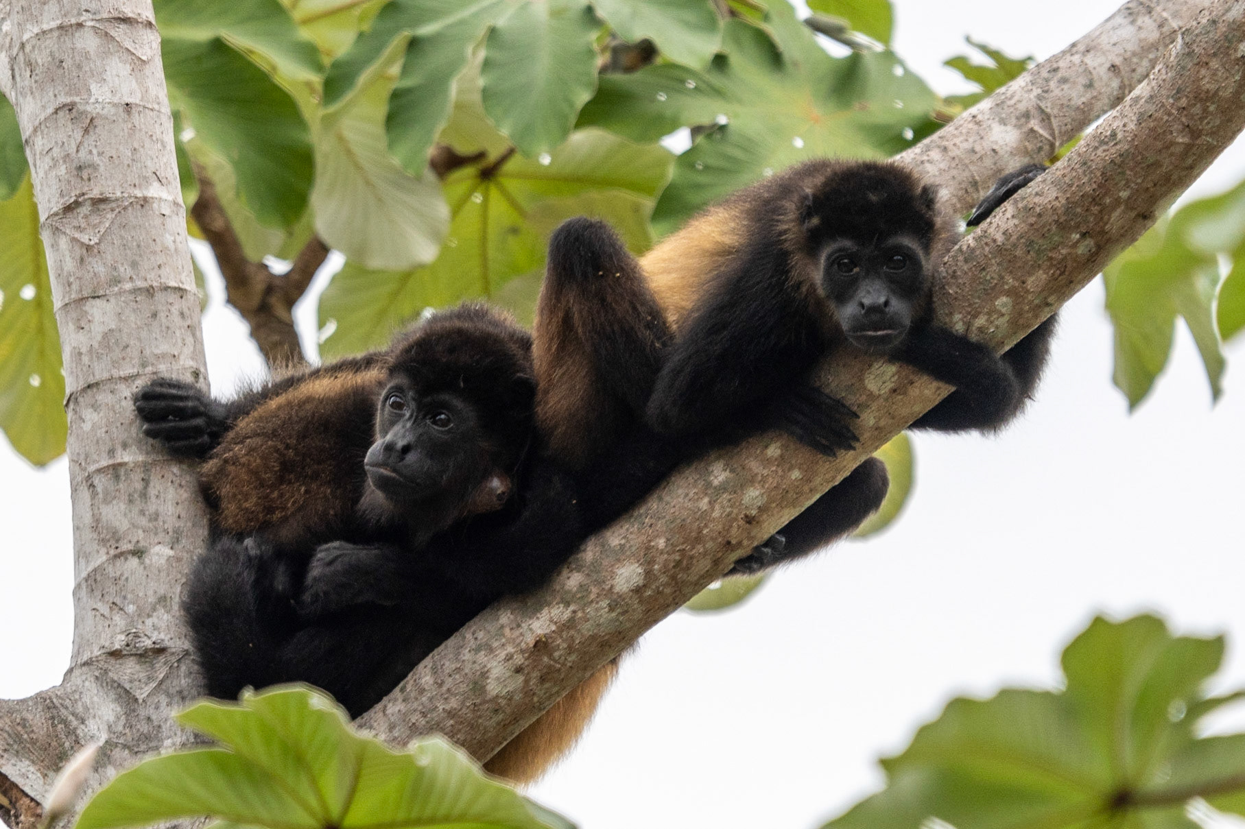 Mantled Howler Monkeys, en route to Esquinas Lodge, Costa Rica