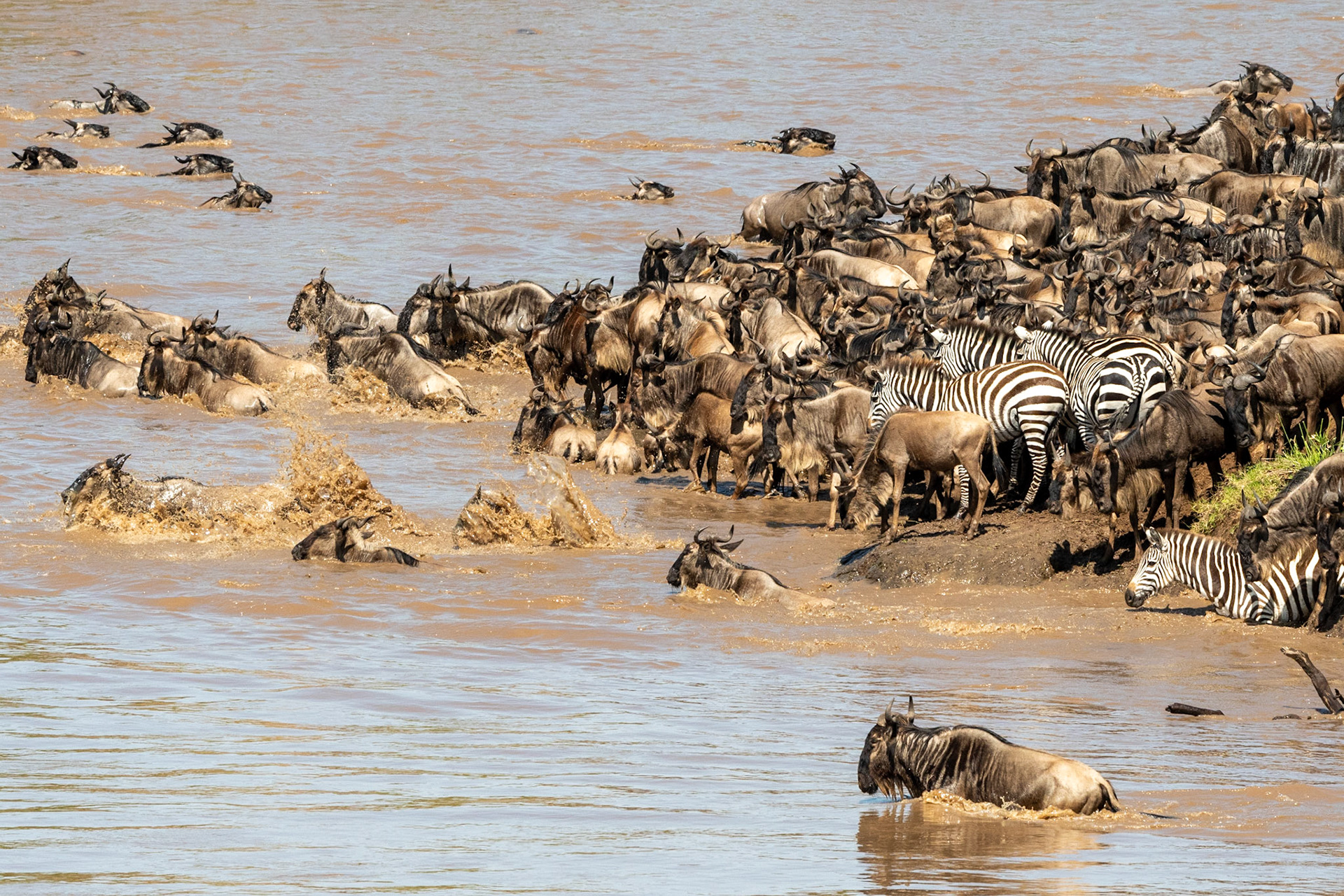 Wildebeests and Zebra crossing Mara River, Maasai Mara