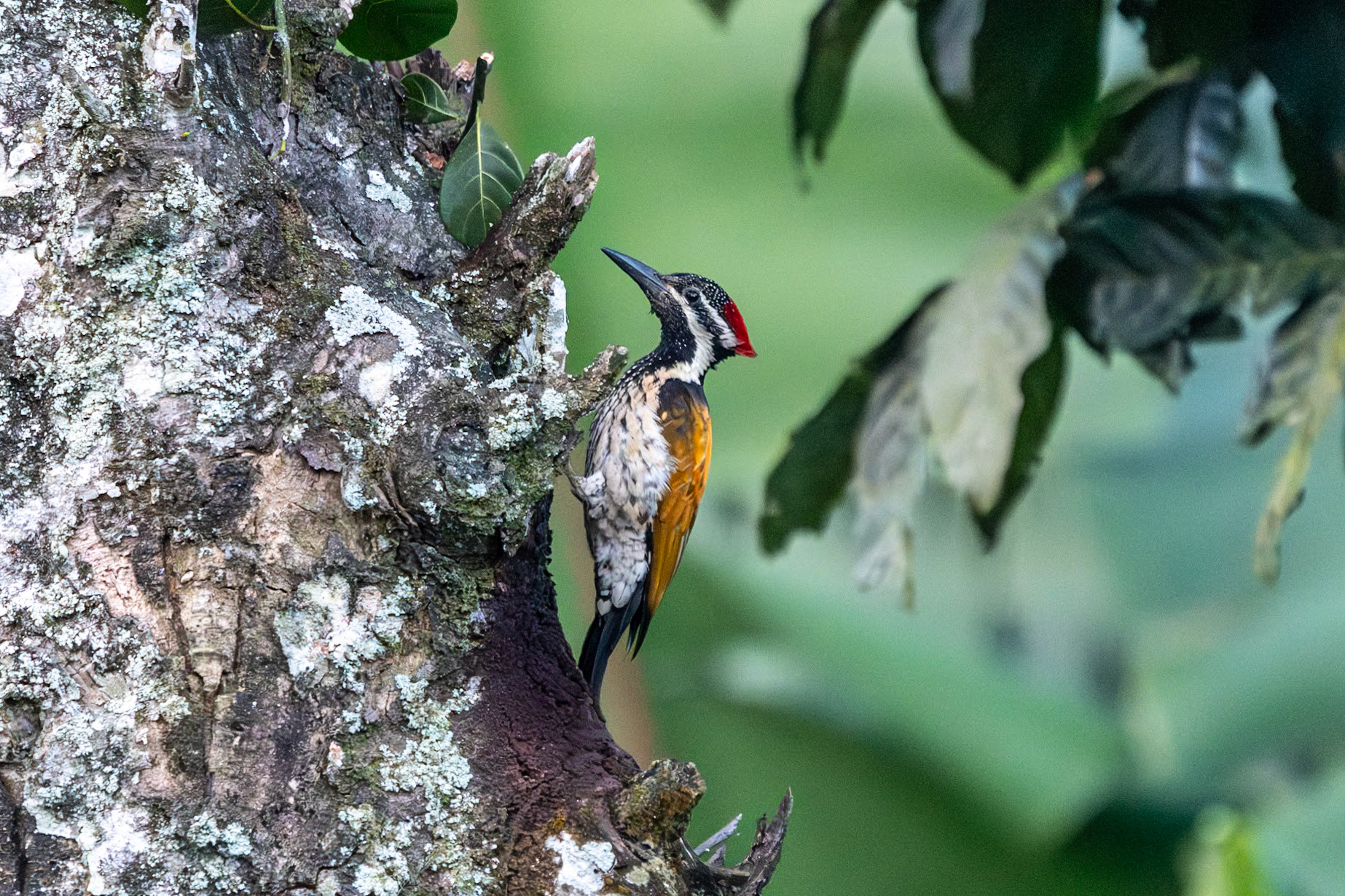 Black-rumped Flameback, Thekkady