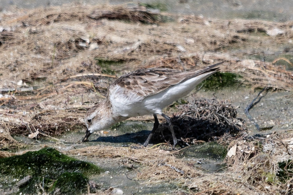Red-necked Stint, Cairns, Qld