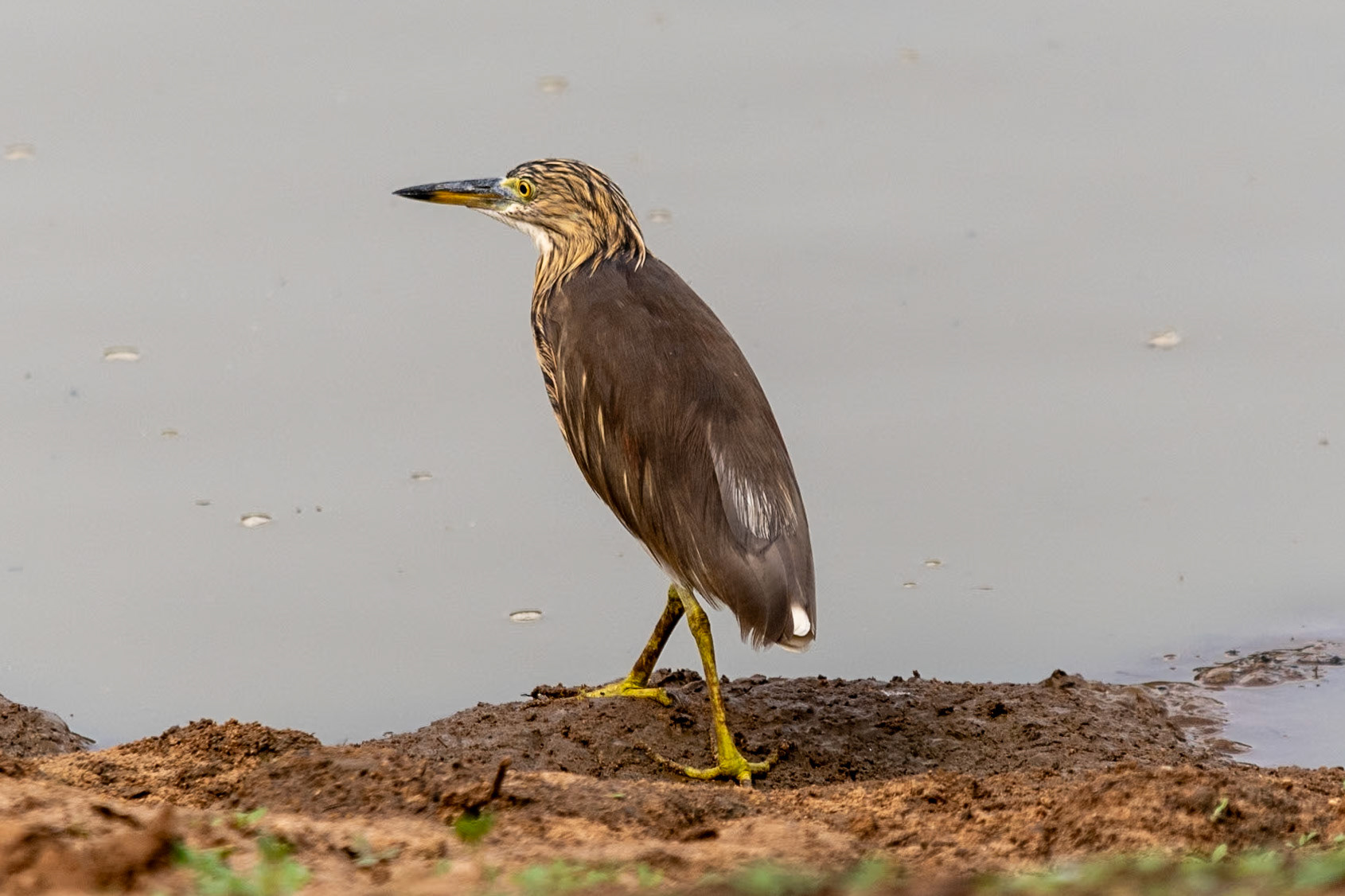 Indian Pond Heron, en route to Thanjavur