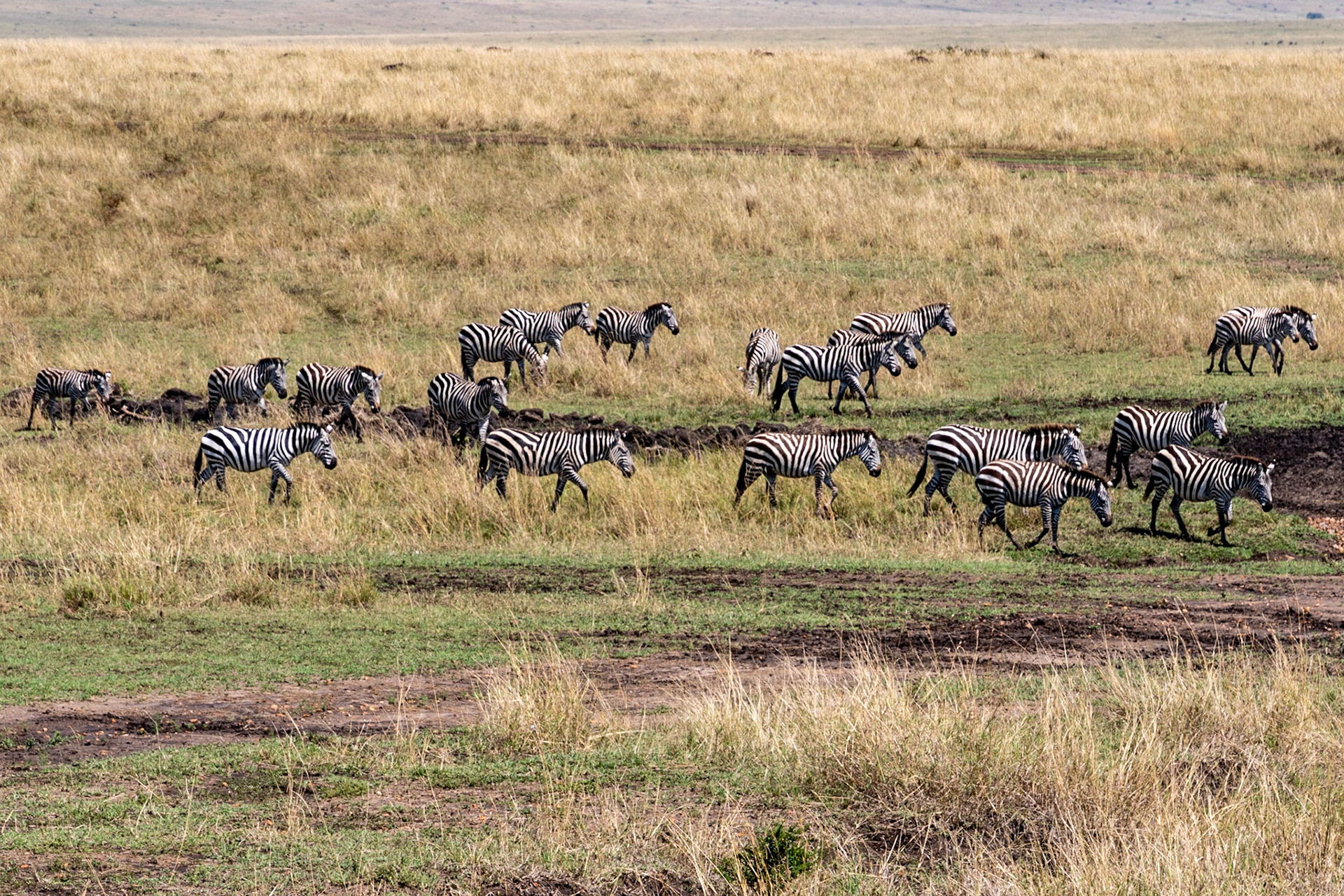 Zebras after crossing Mara River, Maasai Mara