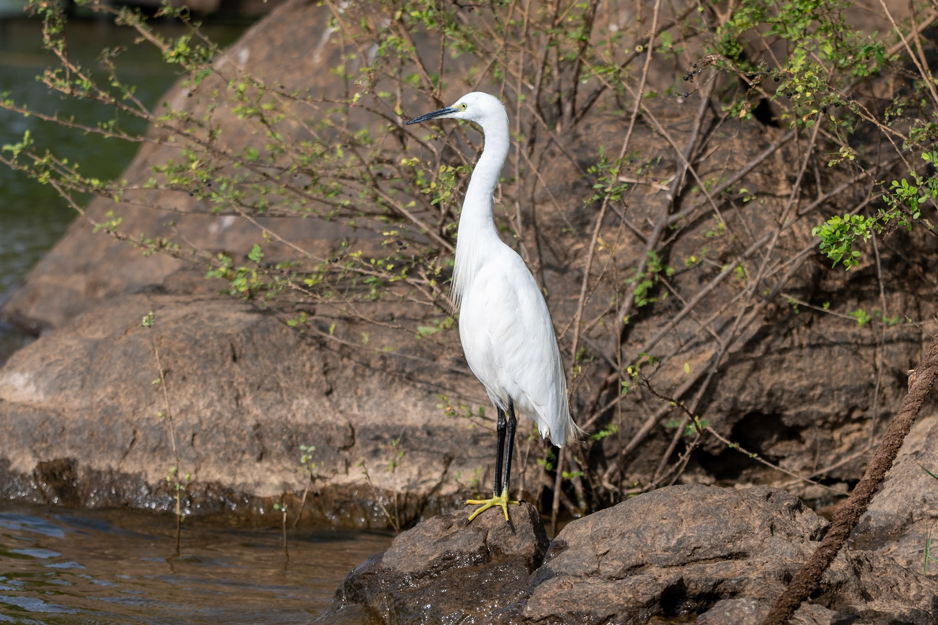 Little Egret, Nagarahole