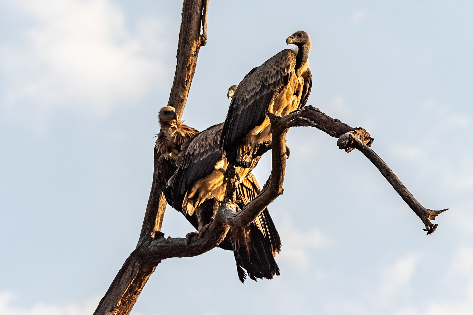 Indian Vultures, Bandhavgarh