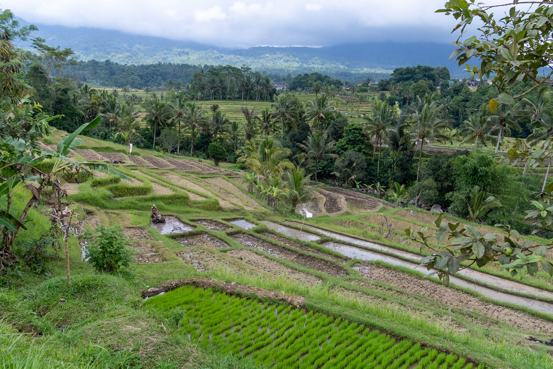 Padi terraces, Jatiluwih