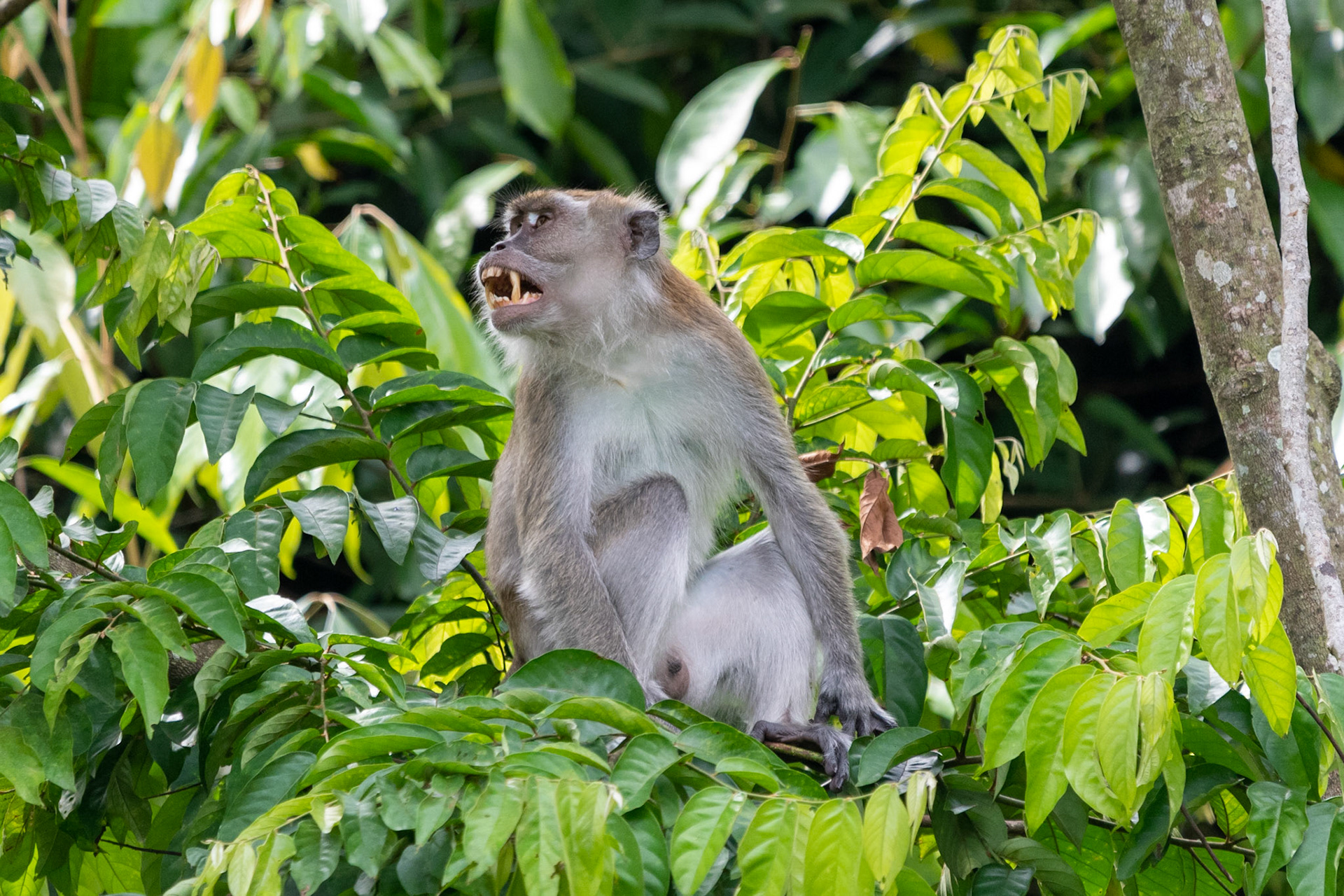 Crab-eating macaque, Bukit Lawang, Indonesia