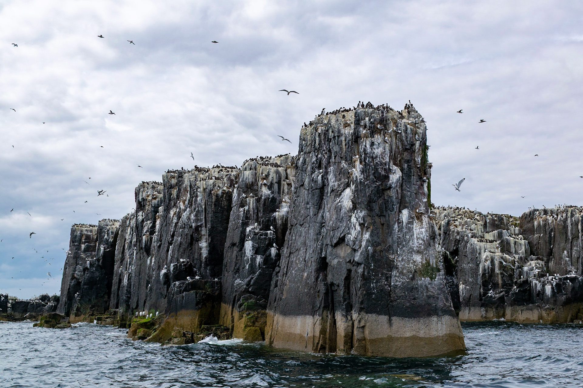 Guillemots and Kittiwakes, Farne Islands, United Kingdom