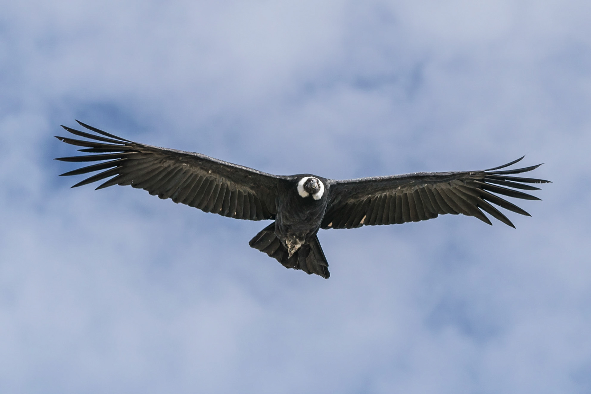 Condor, Colca Canyon, Peru