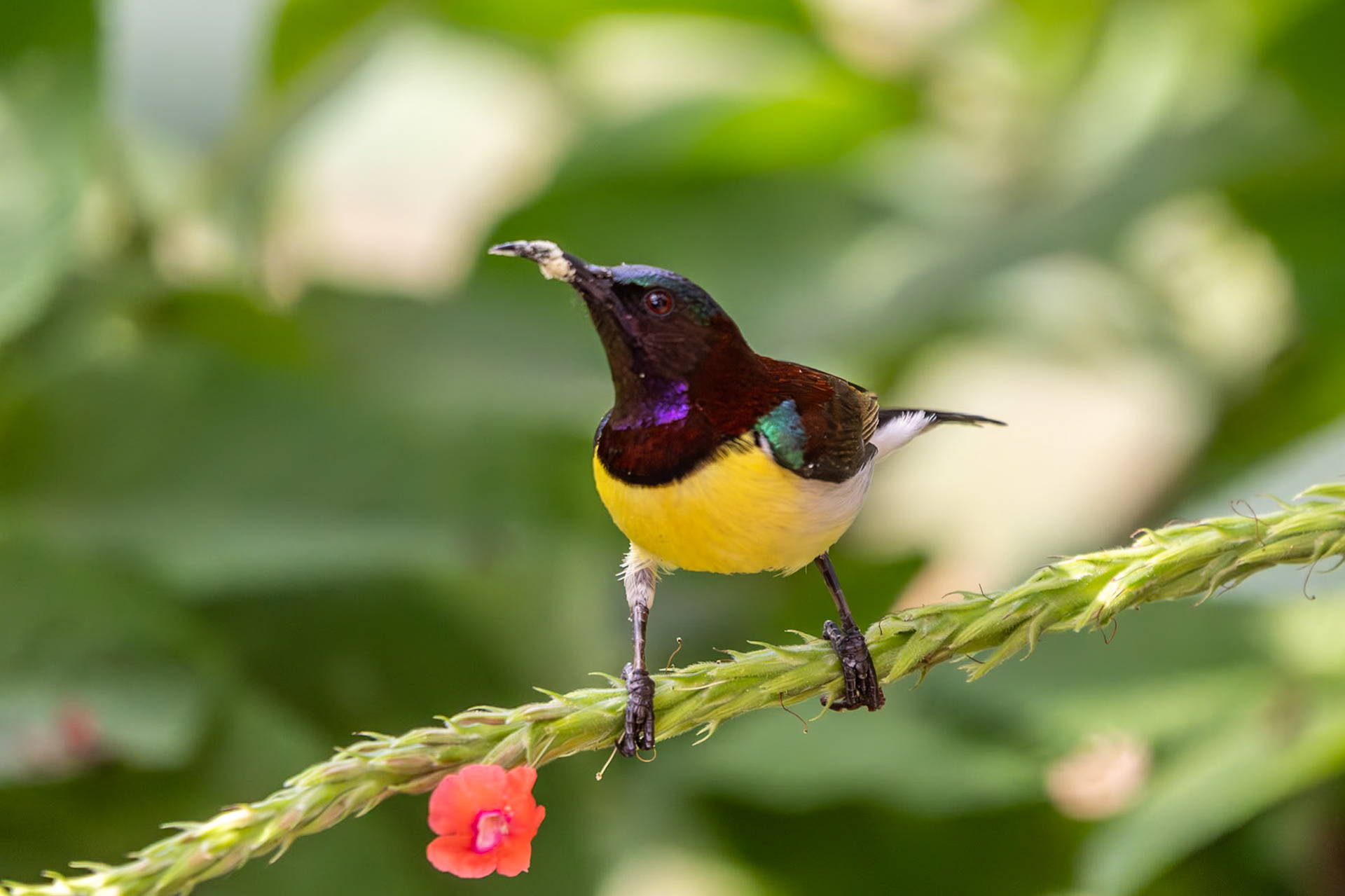 Purple-rumped Sunbird (m), Kabini