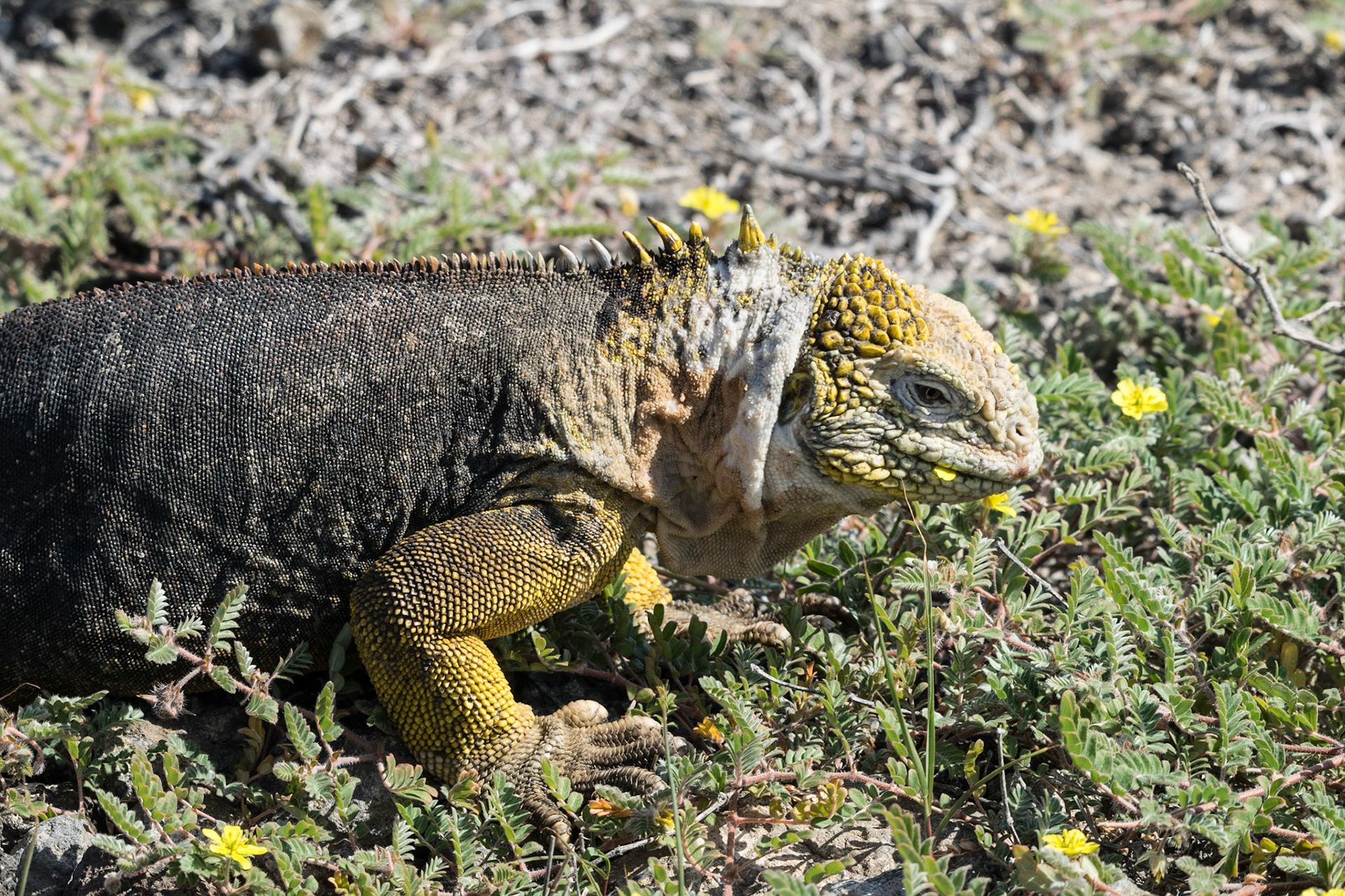 Land Iguana, Santa Cruz