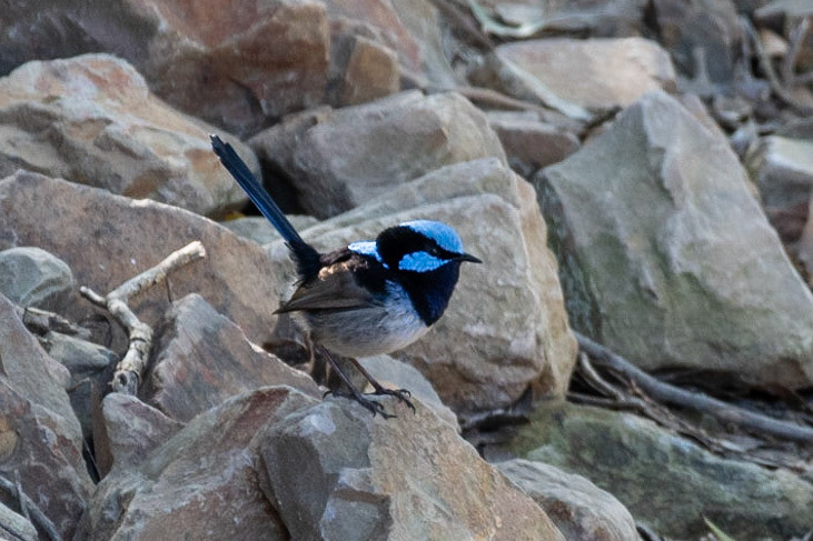 Splendid Fairy-Wren, Healesville