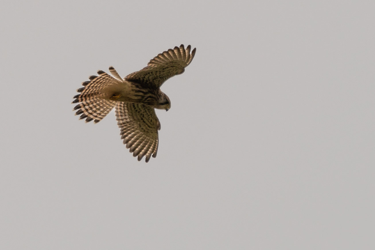 Kestrel, Exmoor, United Kingdom