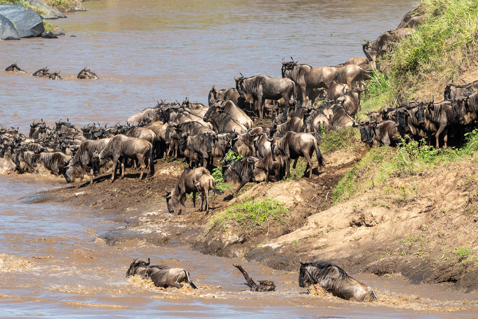 Wildebeests crossing Mara River, Maasai Mara