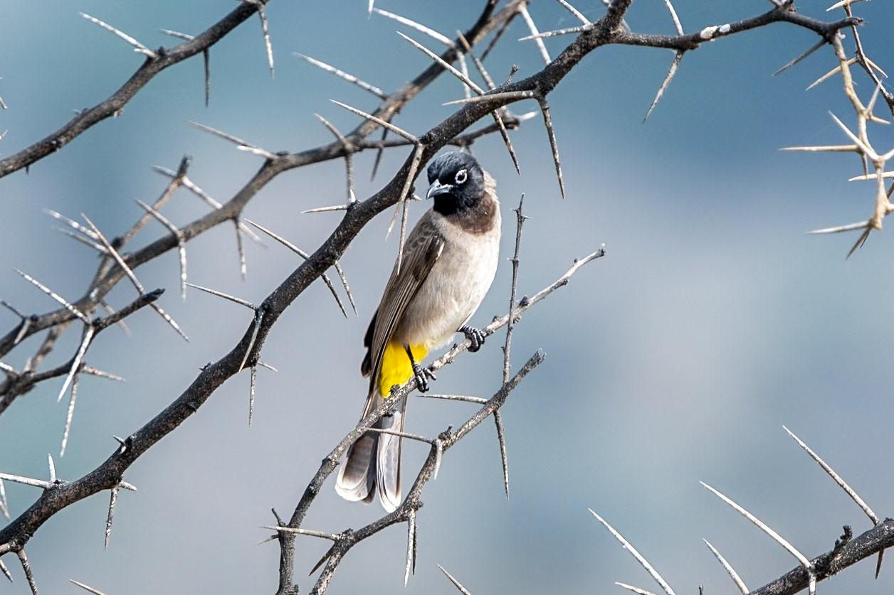White-spectacled Bulbul, Tawi Atair