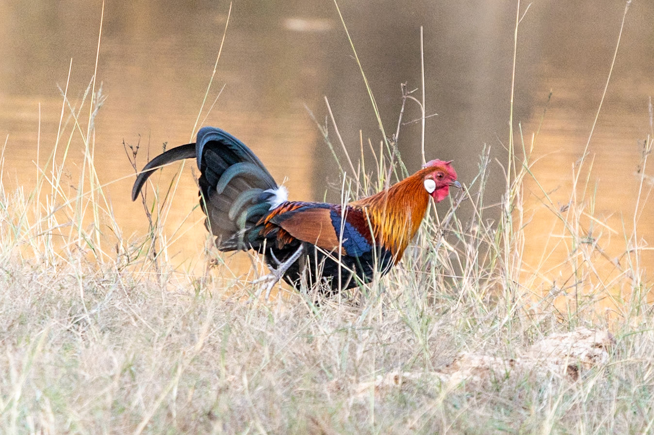 Jungle Fowl (m), Bandhavgarh