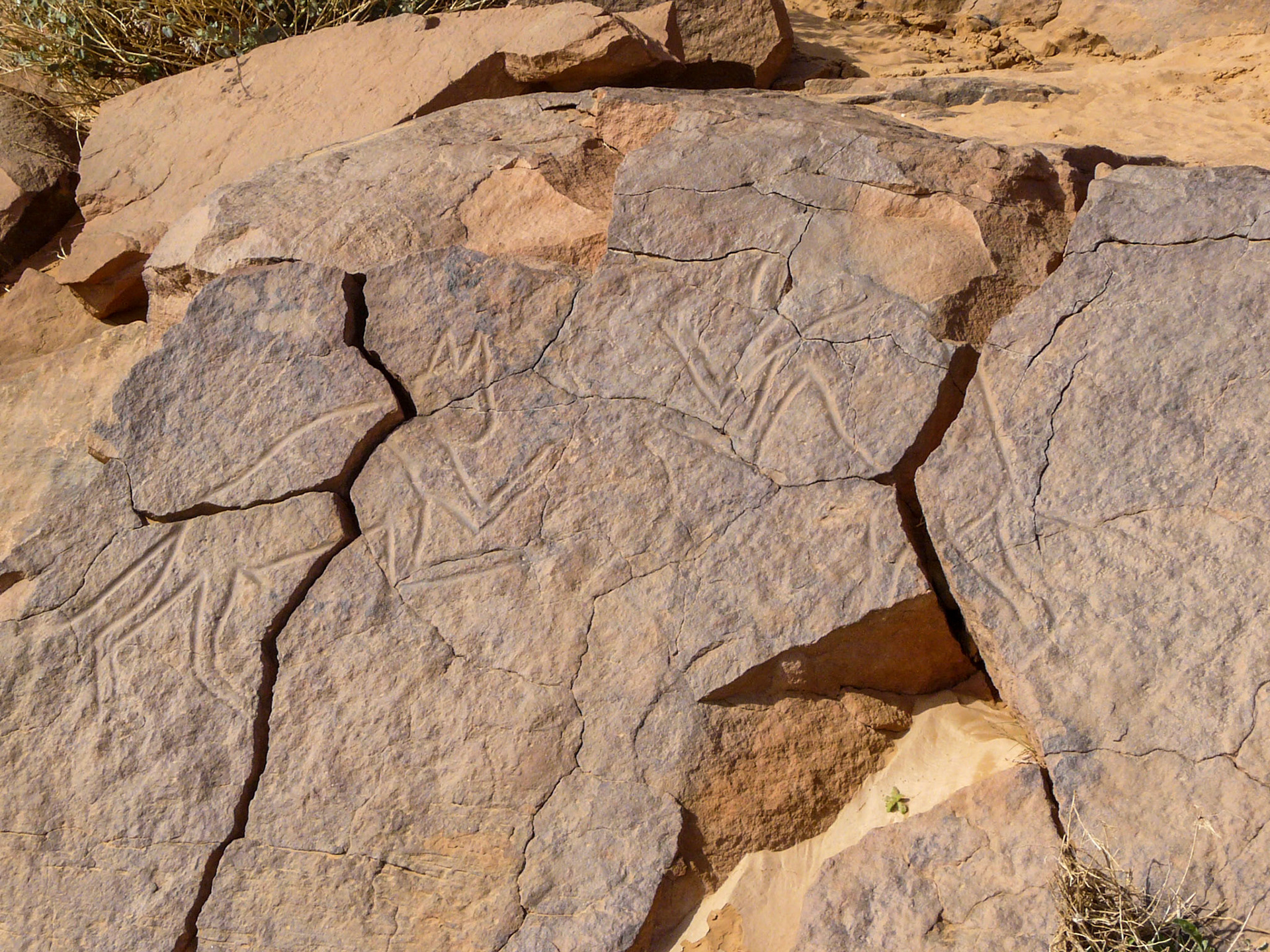 Carving of fighting cats, Wadi Methkandoush