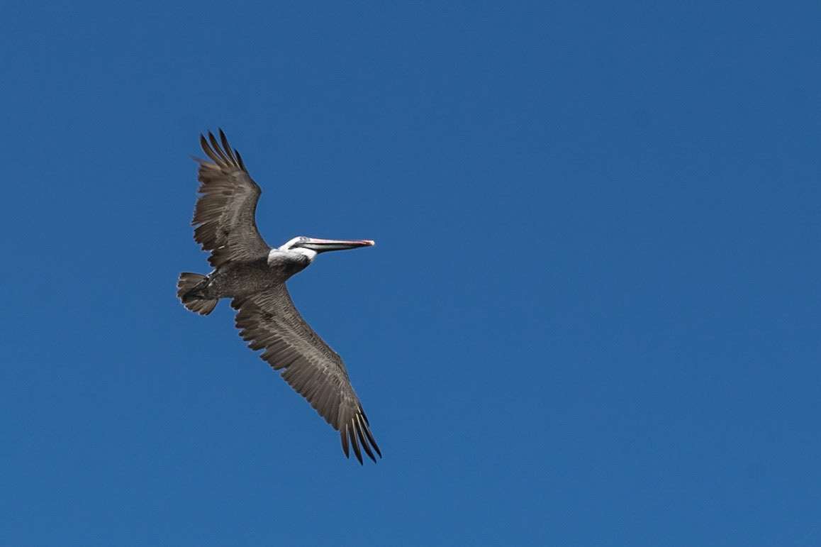 Brown Pelican, San Cristobal, Galapagos, Ecuador
