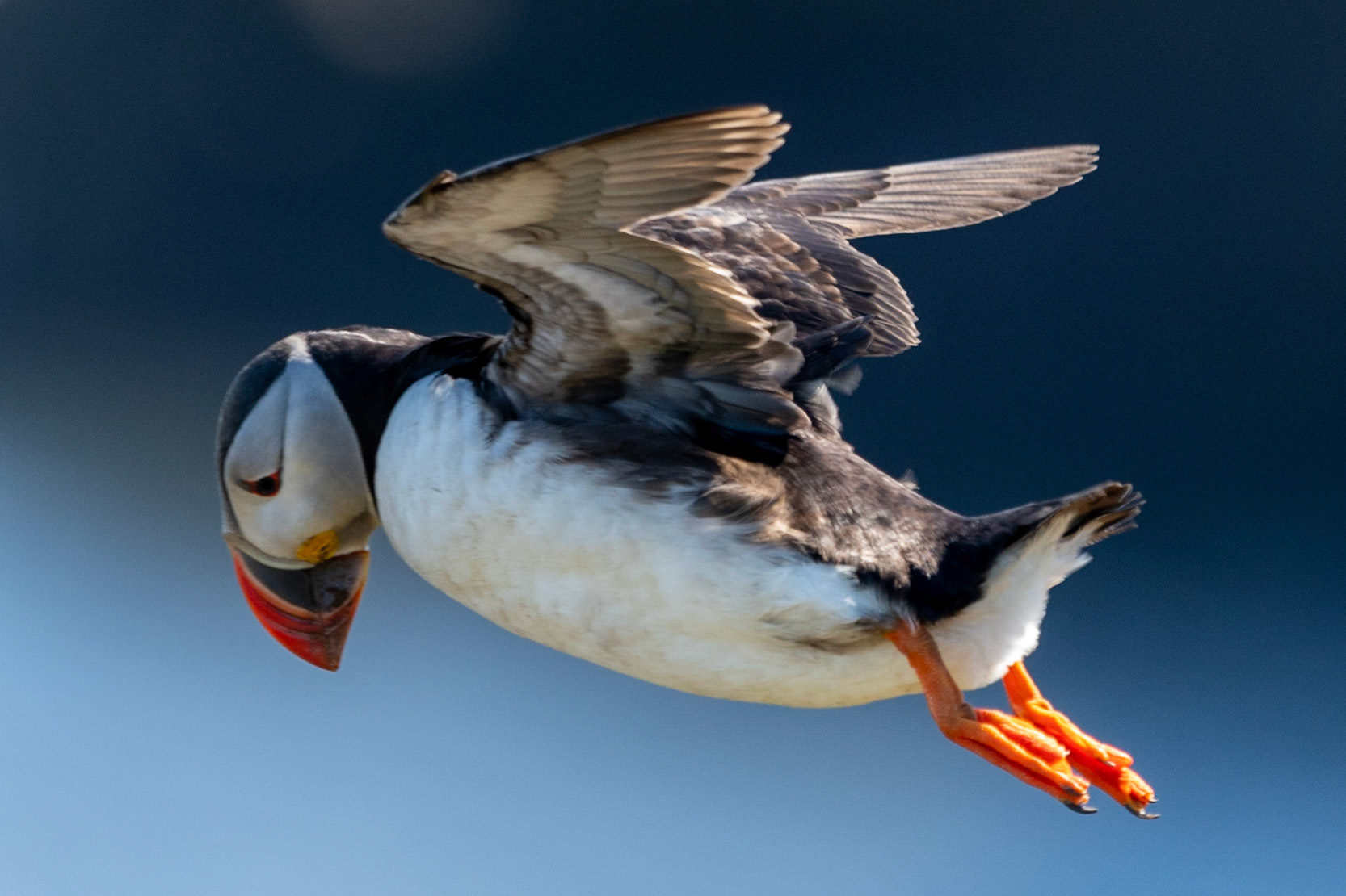 Puffin, Dyrholaey, Iceland