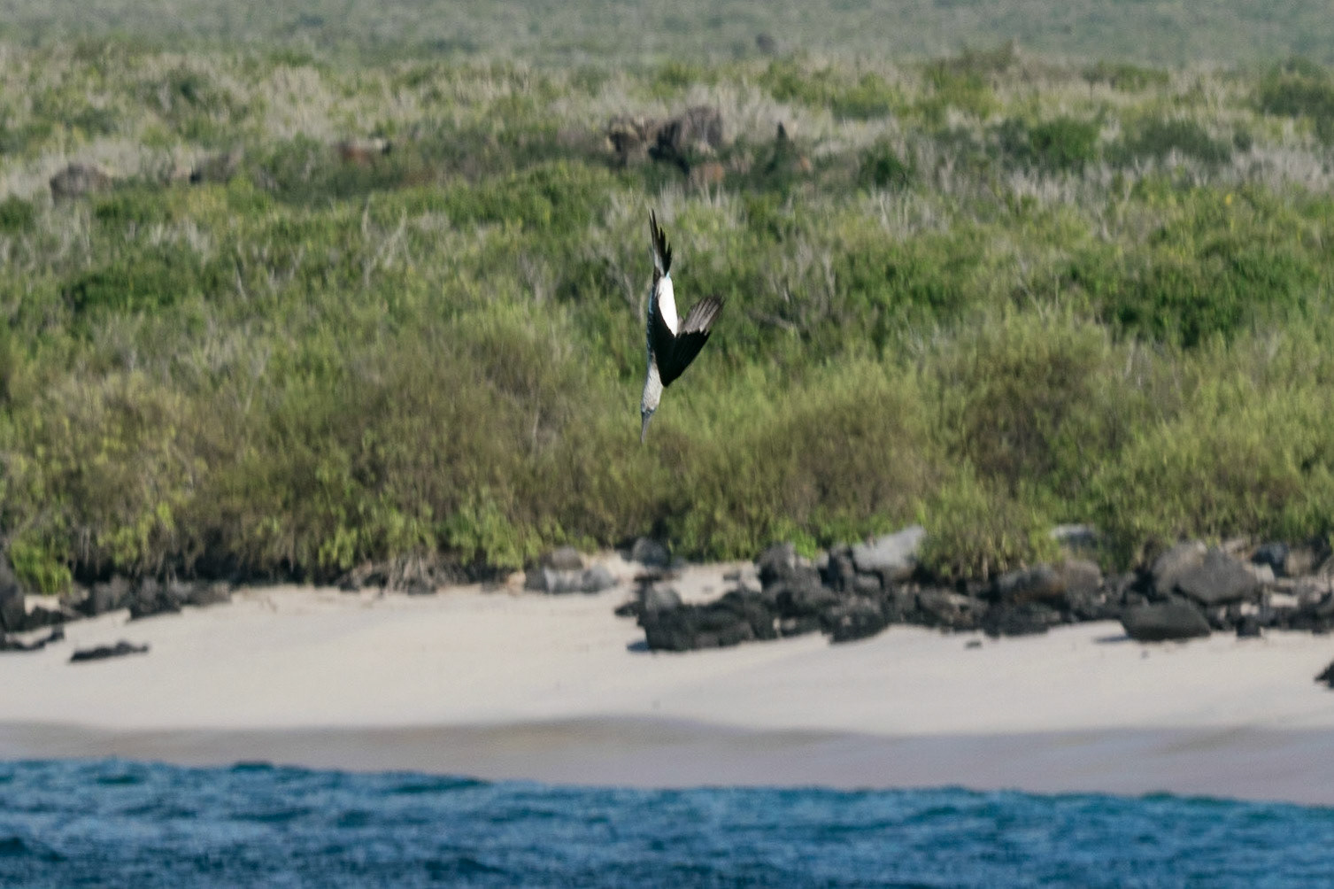 Blue-Footed Booby, Espanola, Galapagos, Ecuador