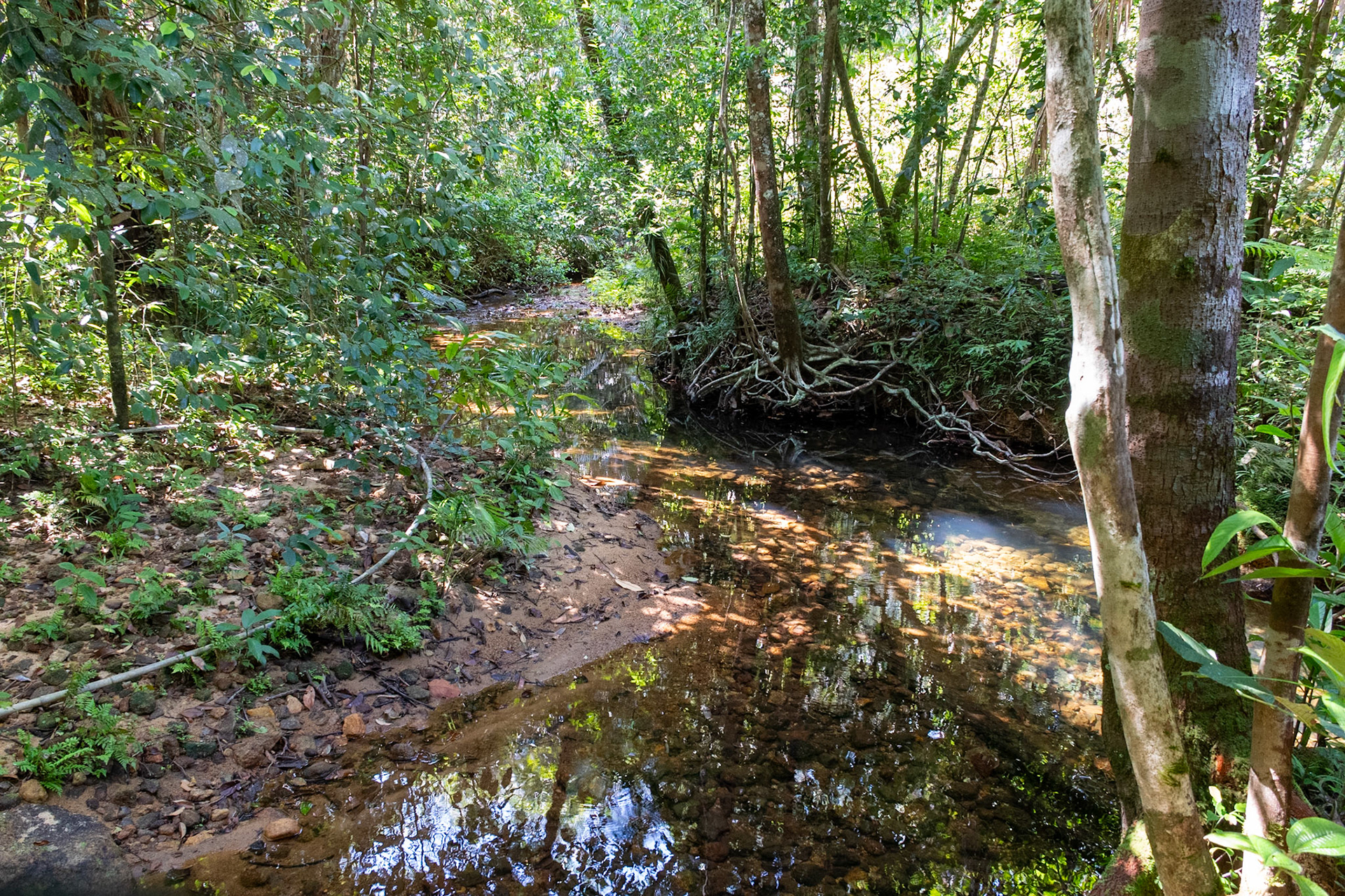 Sinharaja National Park