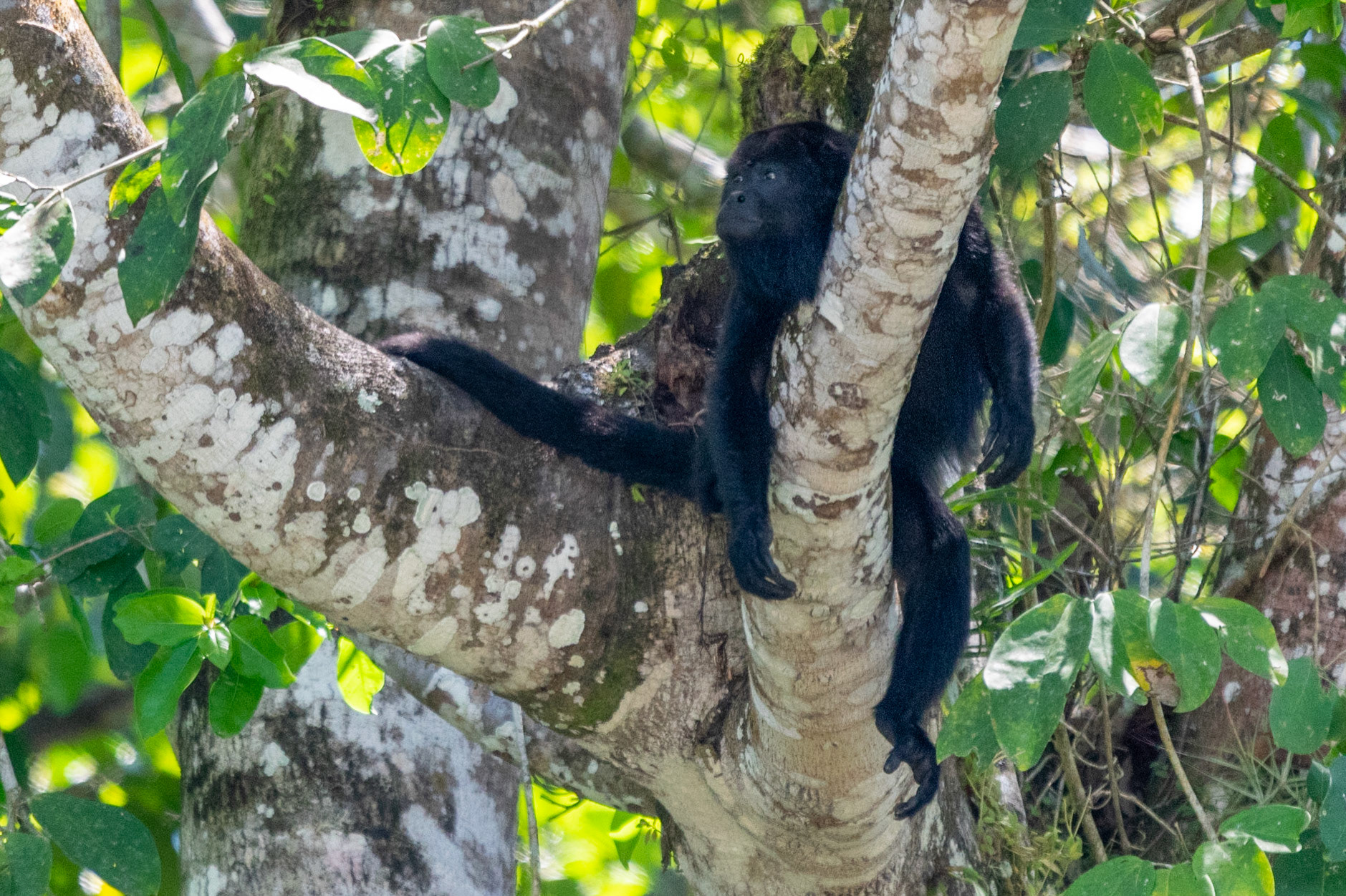 Yucatan Black Howler Monkey, Misol-Ha Waterfall, Palenque, Mexico