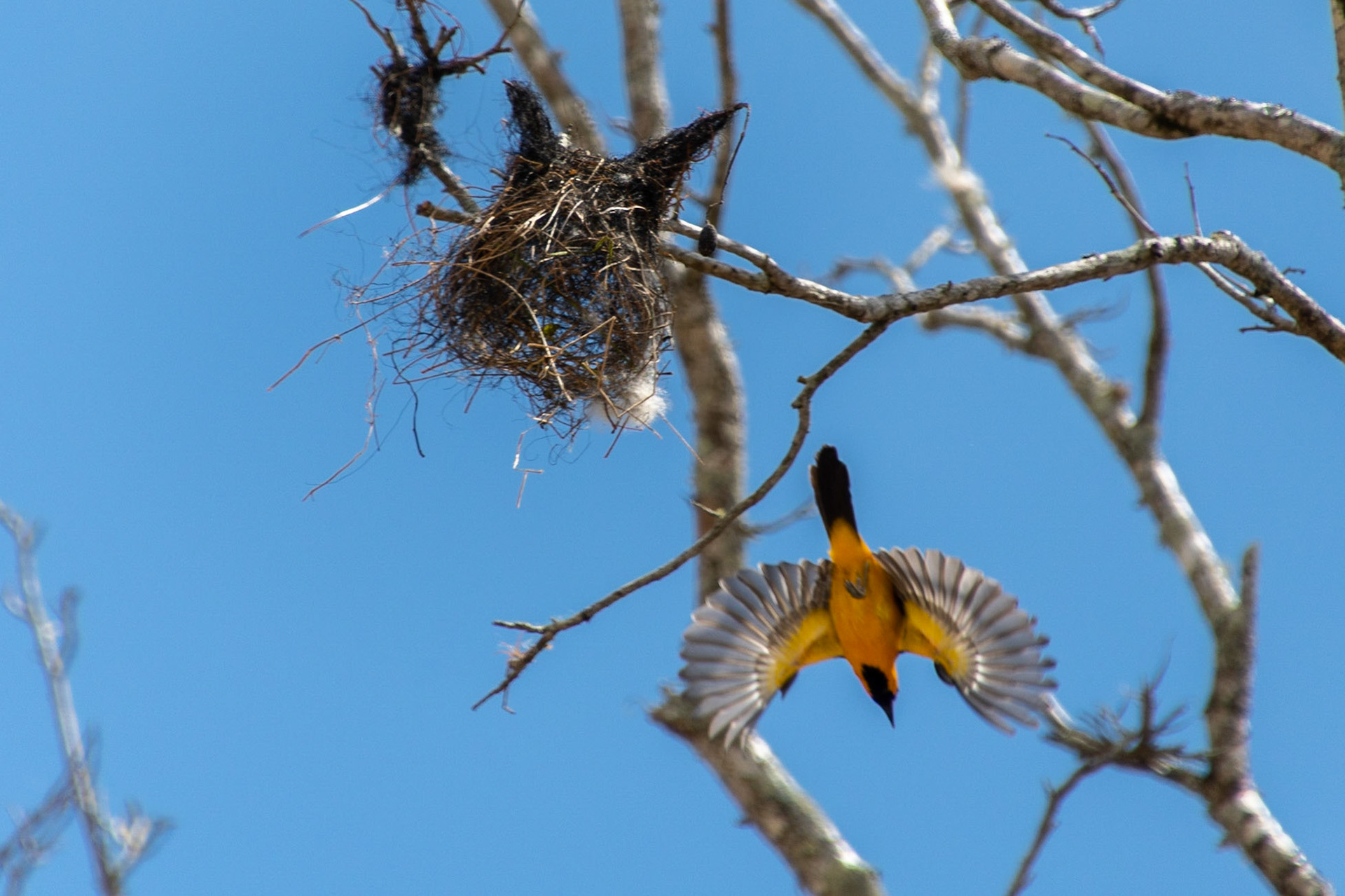 Altamira Oriole, Uxmal, Mexico
