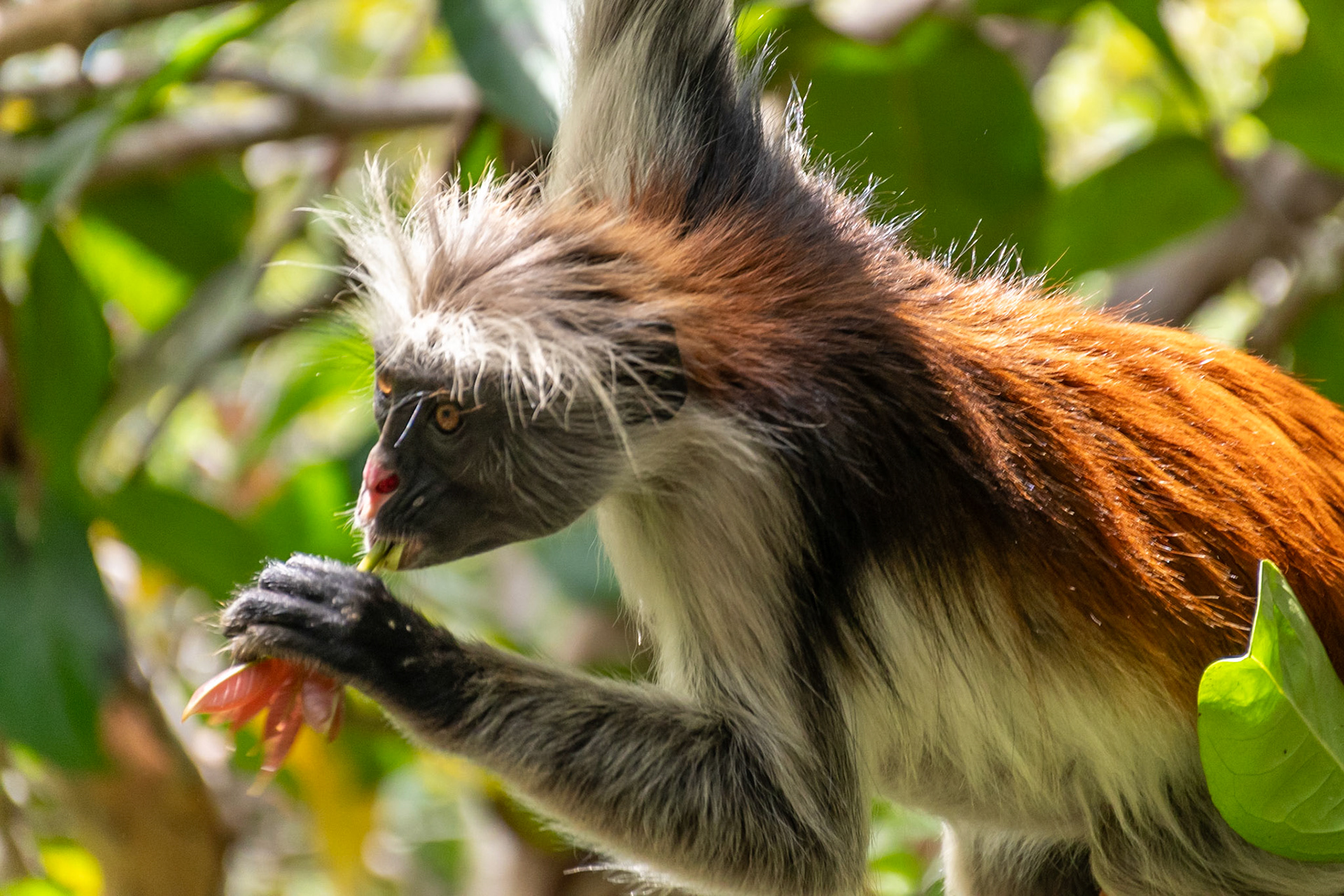 Zanzibar Red Colobus Monkey, Jozani Forest, Zanzibar, Tanzania