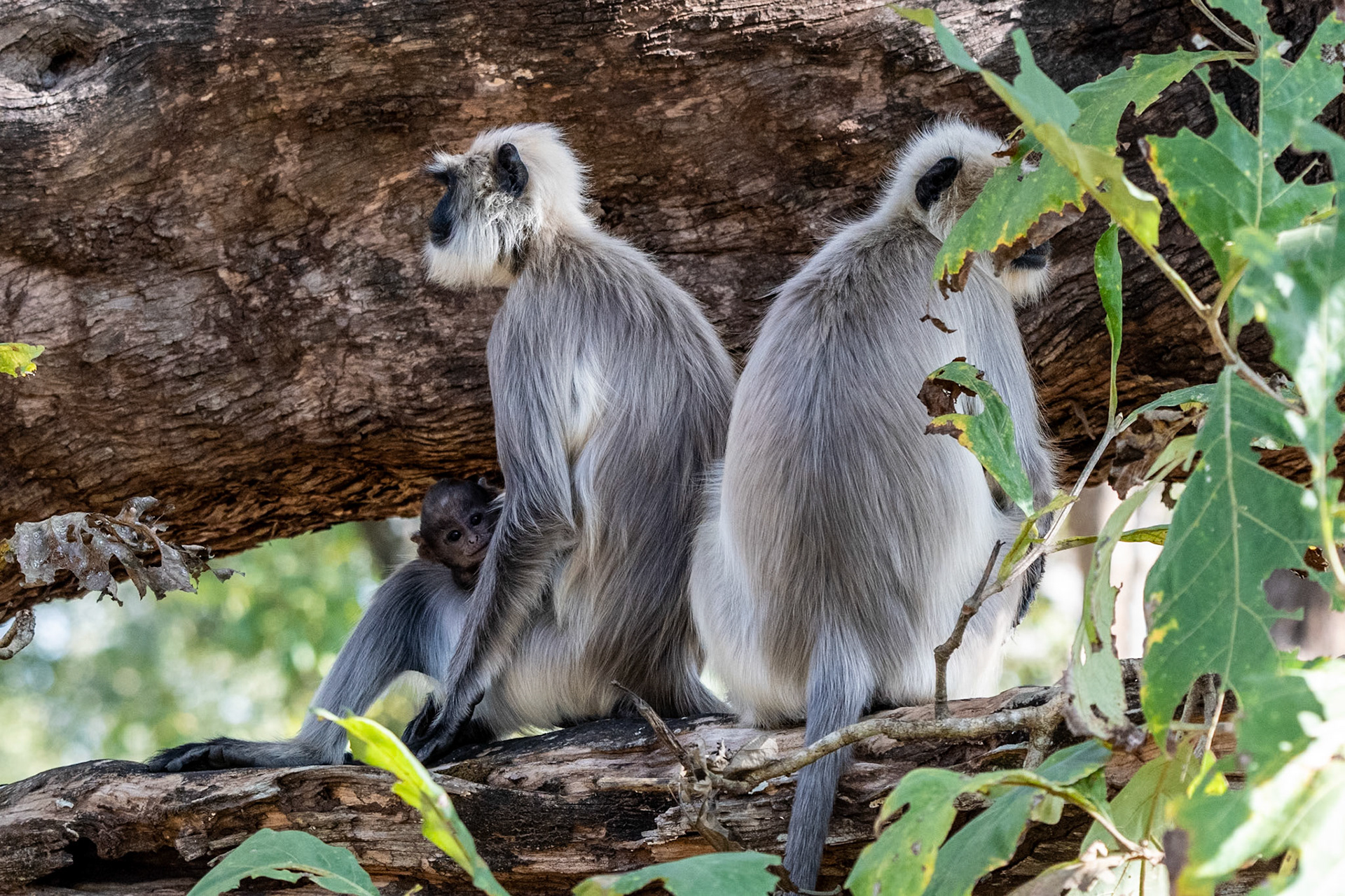Gray Langurs, Nagarahole, India