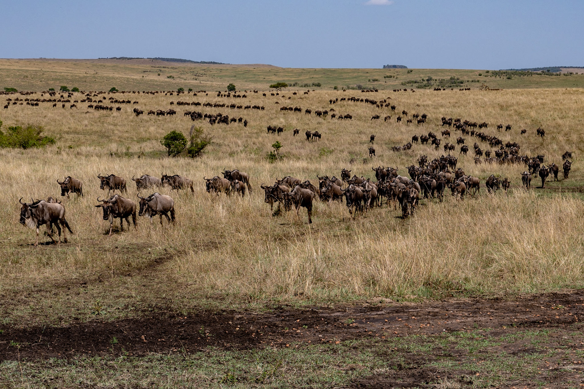 Wildebeests after crossing Mara River, Maasai Mara