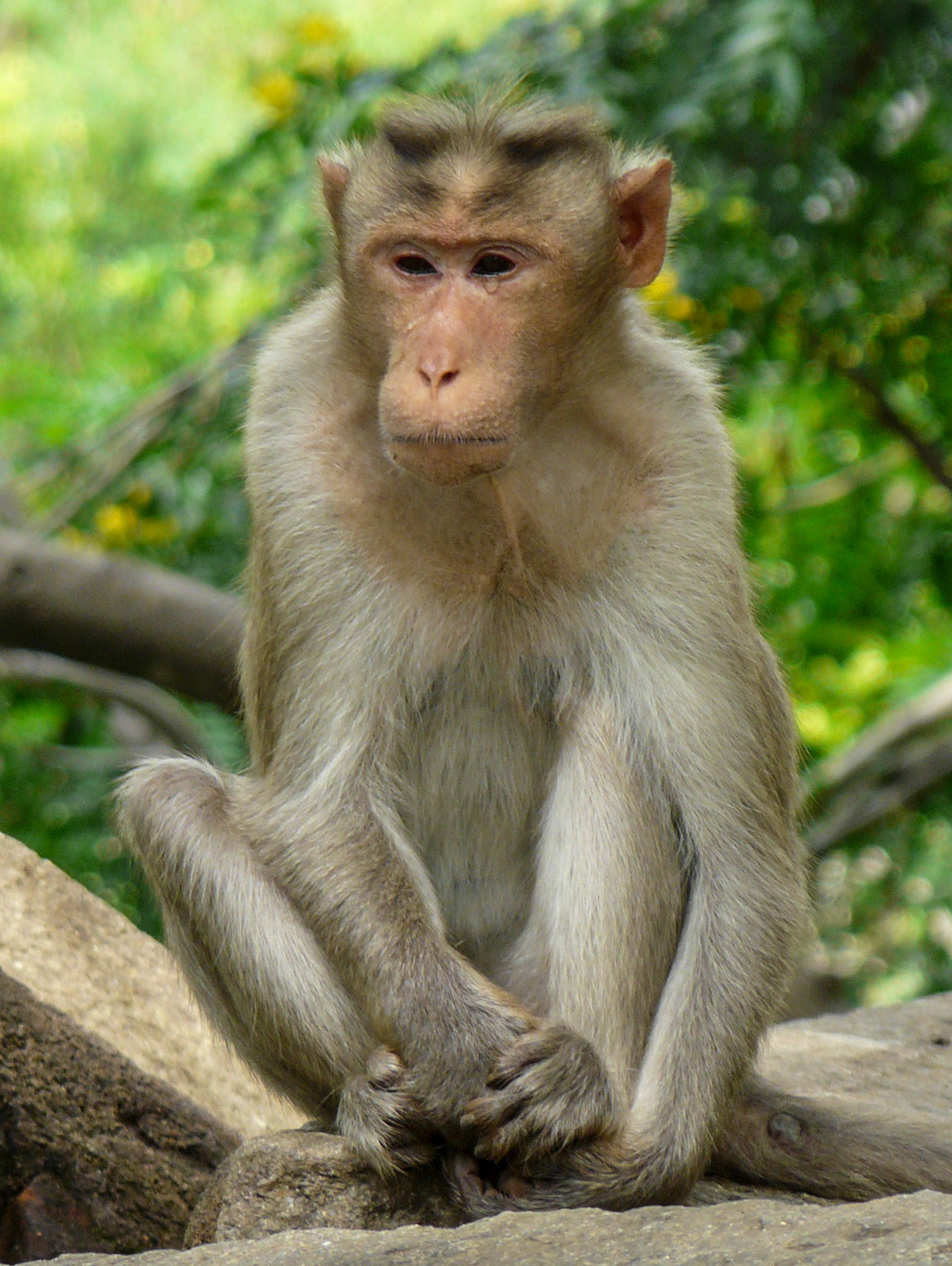Bonnet macaque, Nandi Hills, India