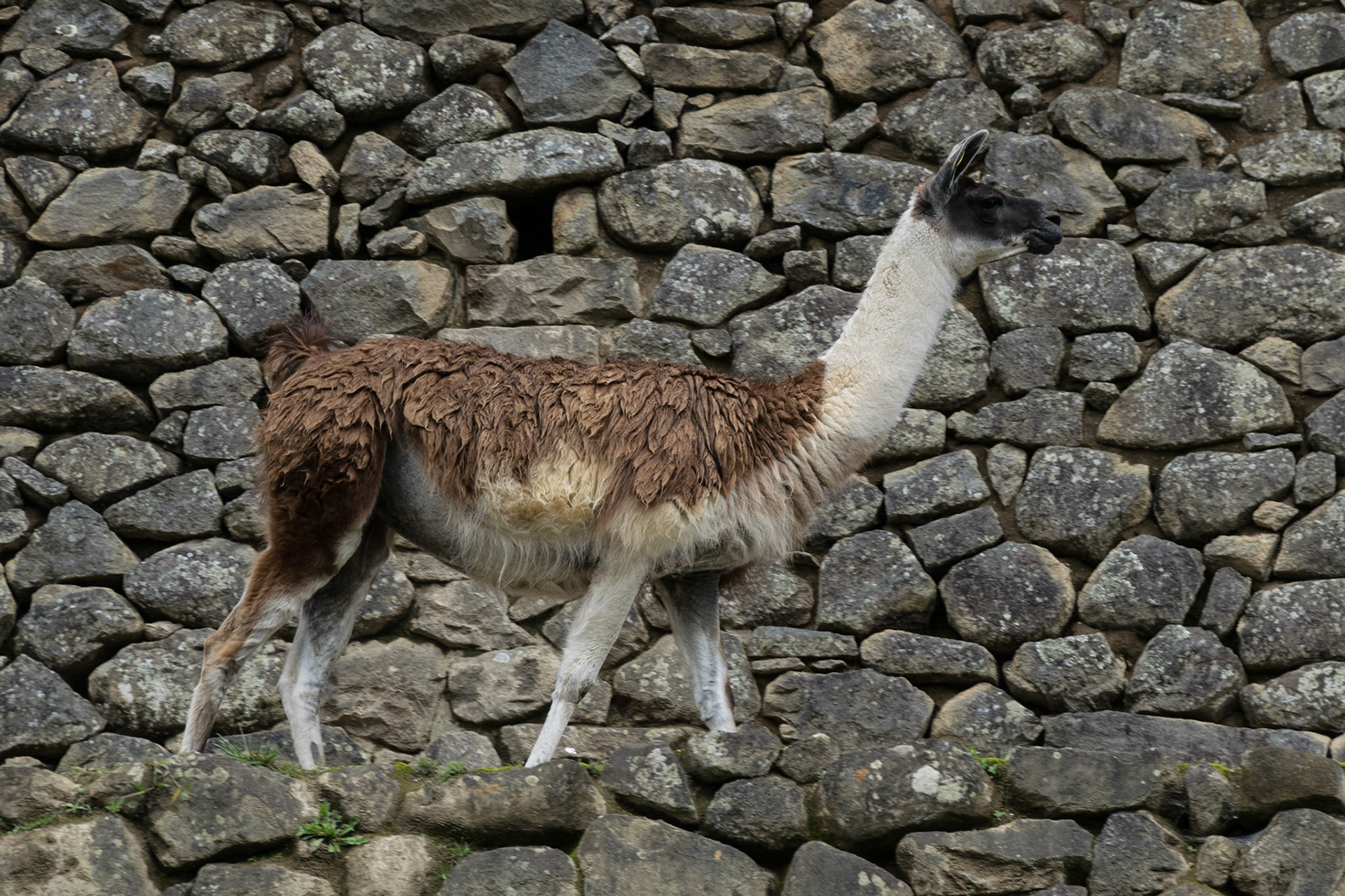Llama, Macchu Pichu