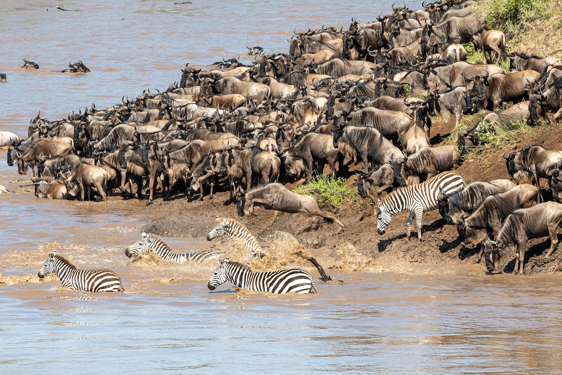 Wildebeests and Zebra crossing Mara River, Maasai Mara