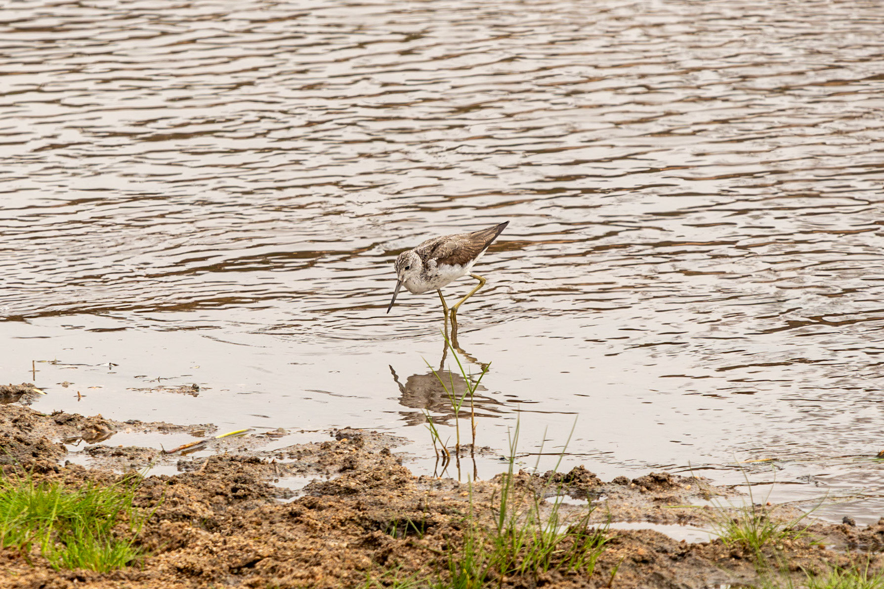 Greenshank, Tarangire National Park